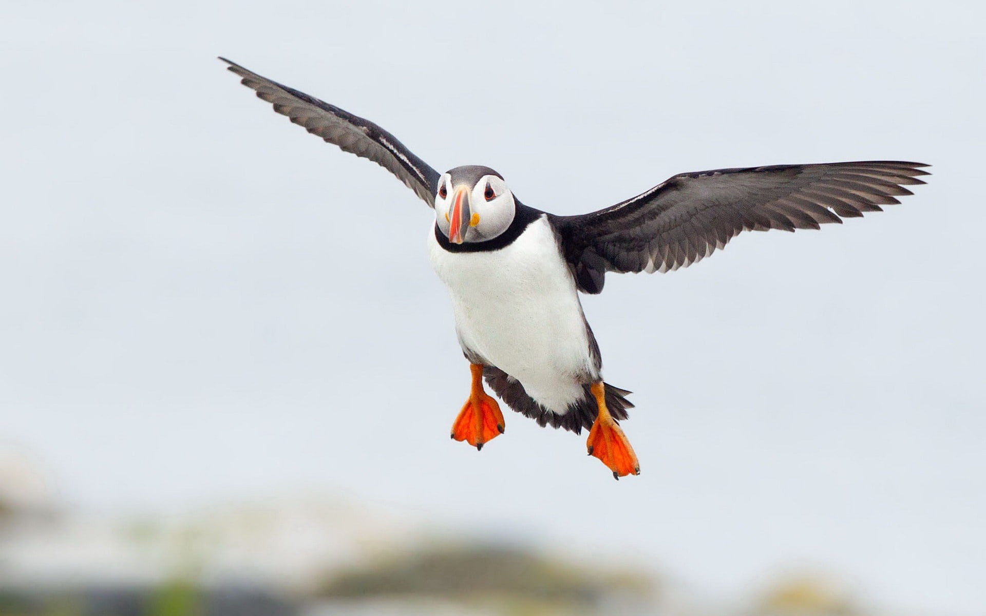 Cute Elf puffin bird photography wallpaper 05, white and white Atlantic puffin
