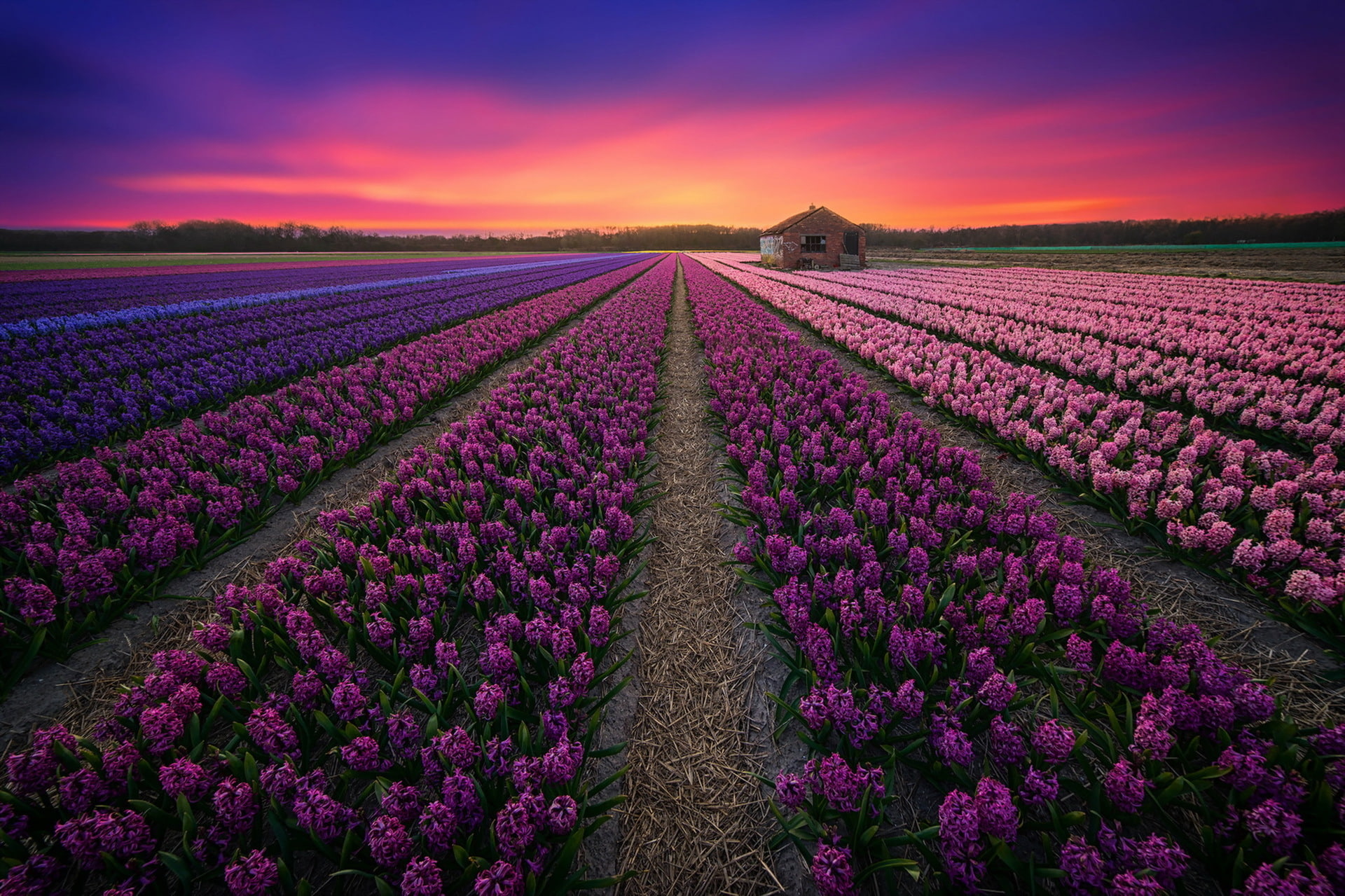 lavender field, sunset, flower, plant, flowering plant, purple