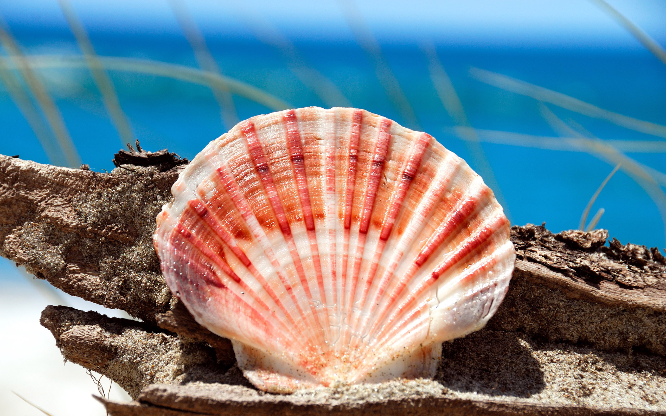 shell
