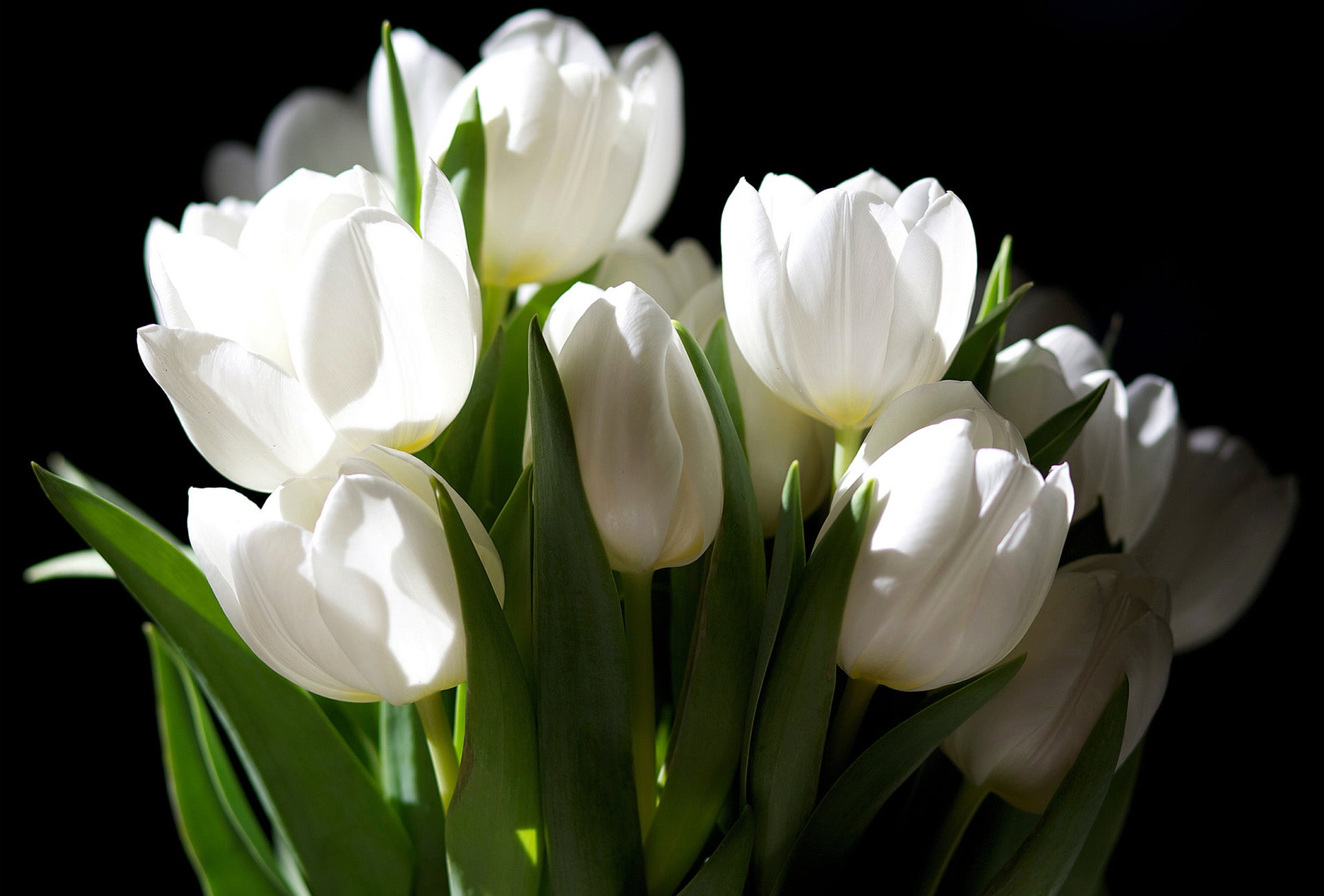white tulip flowers, the dark background, bouquet, tulips, nature
