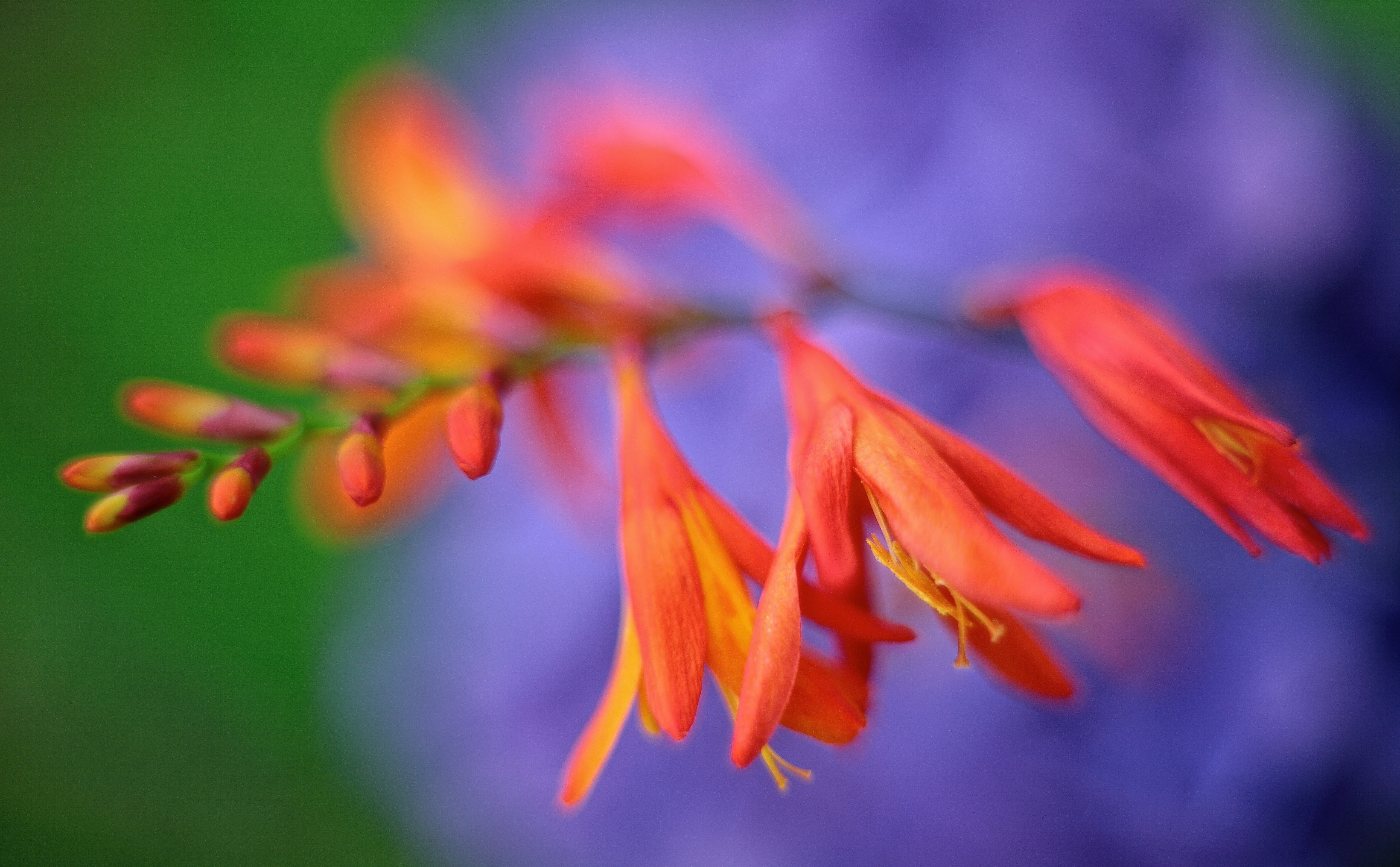 Close up of Crocosmia Flower, Aero, Macro, Orange, Purple, Green