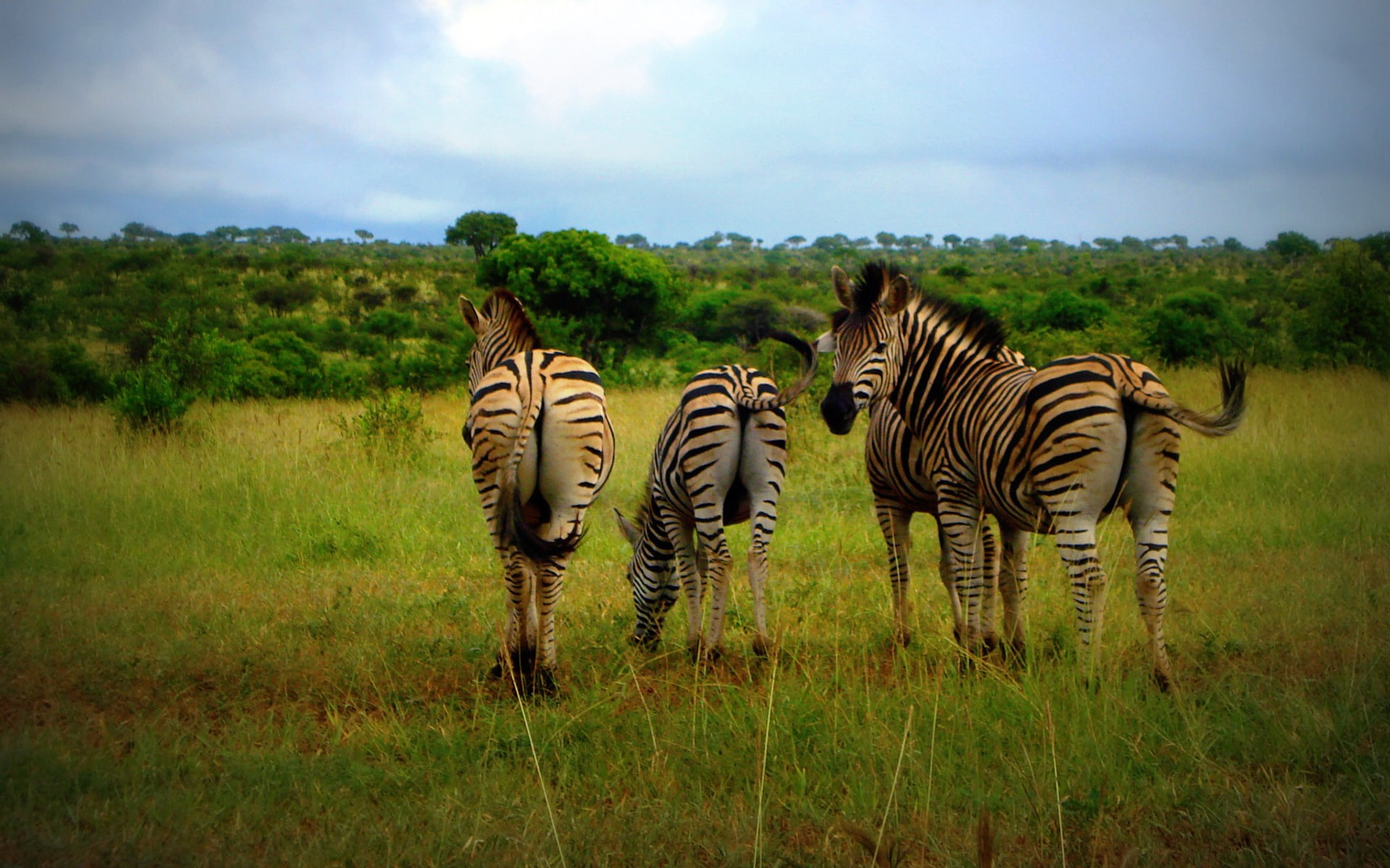 Free download | HD wallpaper: African grassland jungle wildlife zebra ...