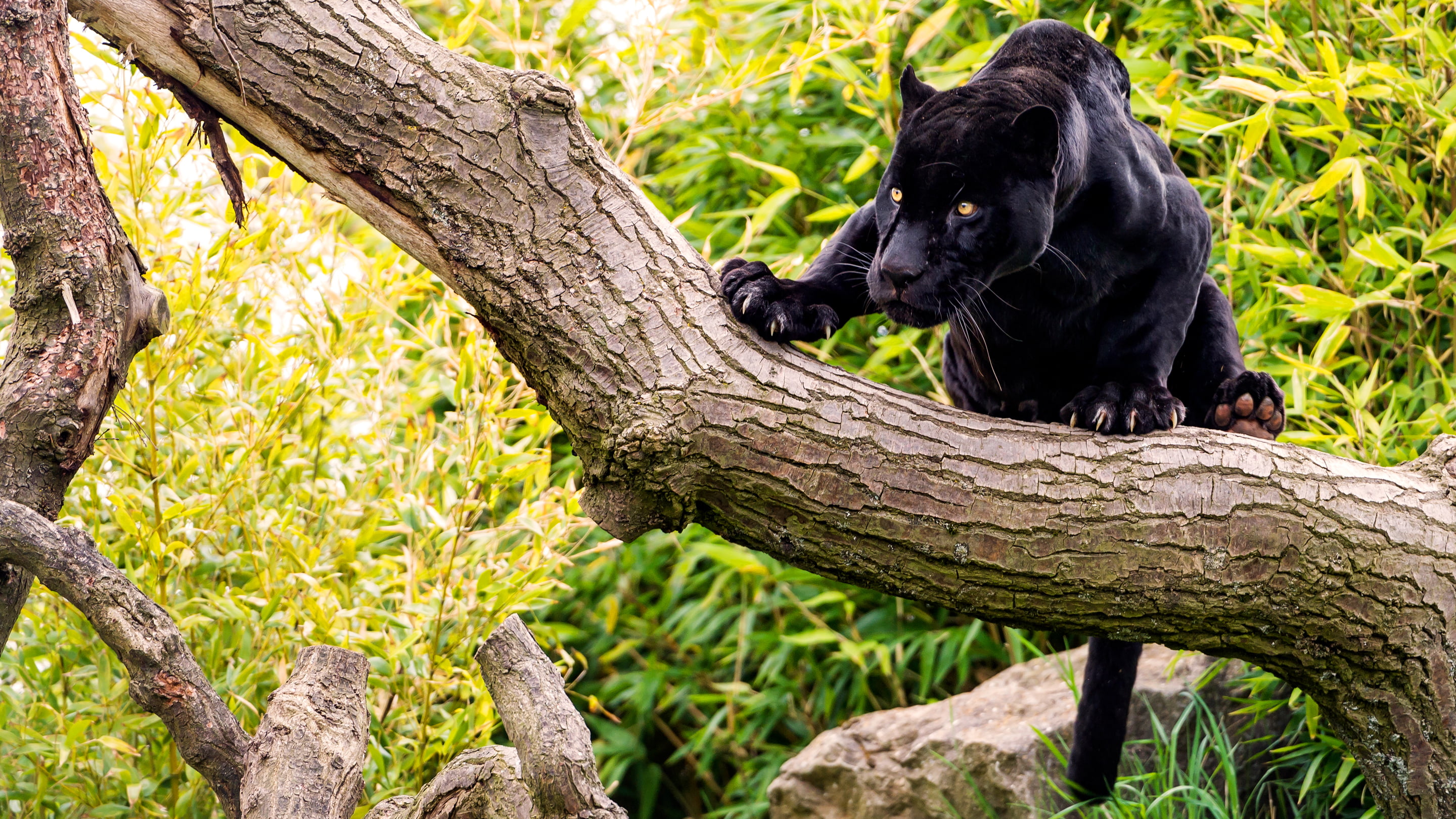 black panther, forest, cat, tree, stone, black Jaguar, animal