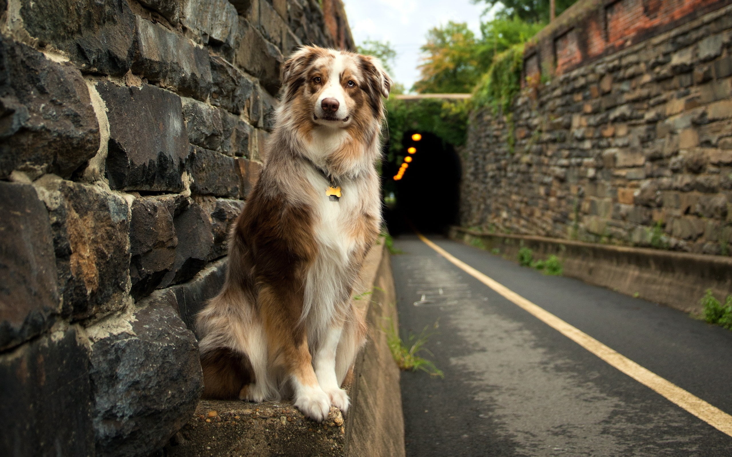 dog, animals, road, tunnel, Australian Shepherd, bricks, stones