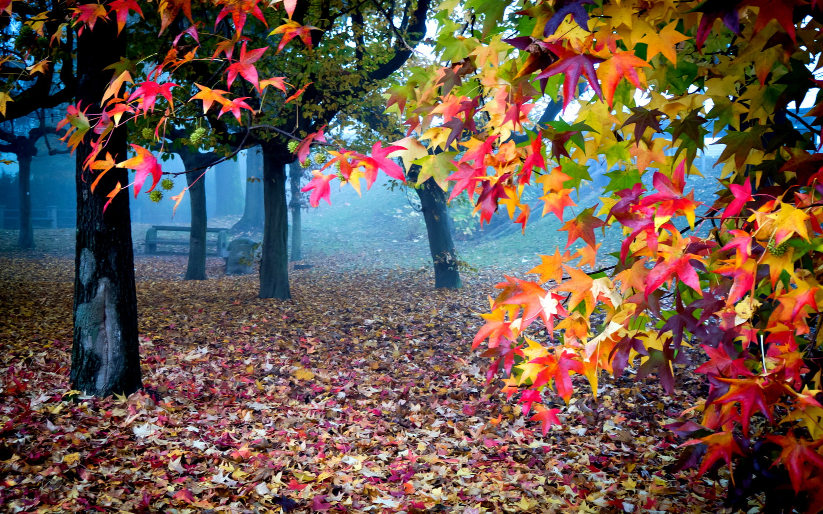Beautiful Autumn Colors, leafed trees, Nature, colorful, leaves