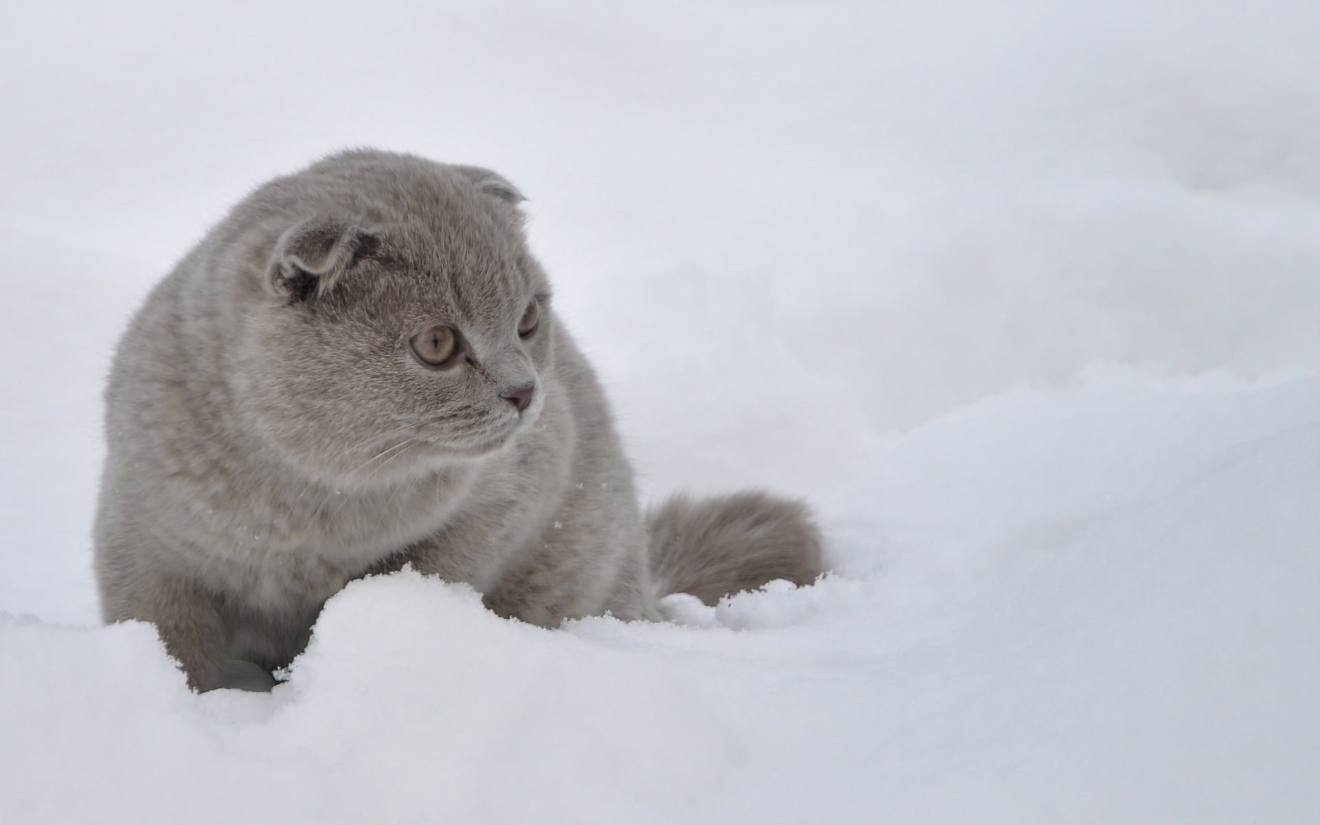 short-furred gray cat, snow, walk, fright, cold temperature, mammal