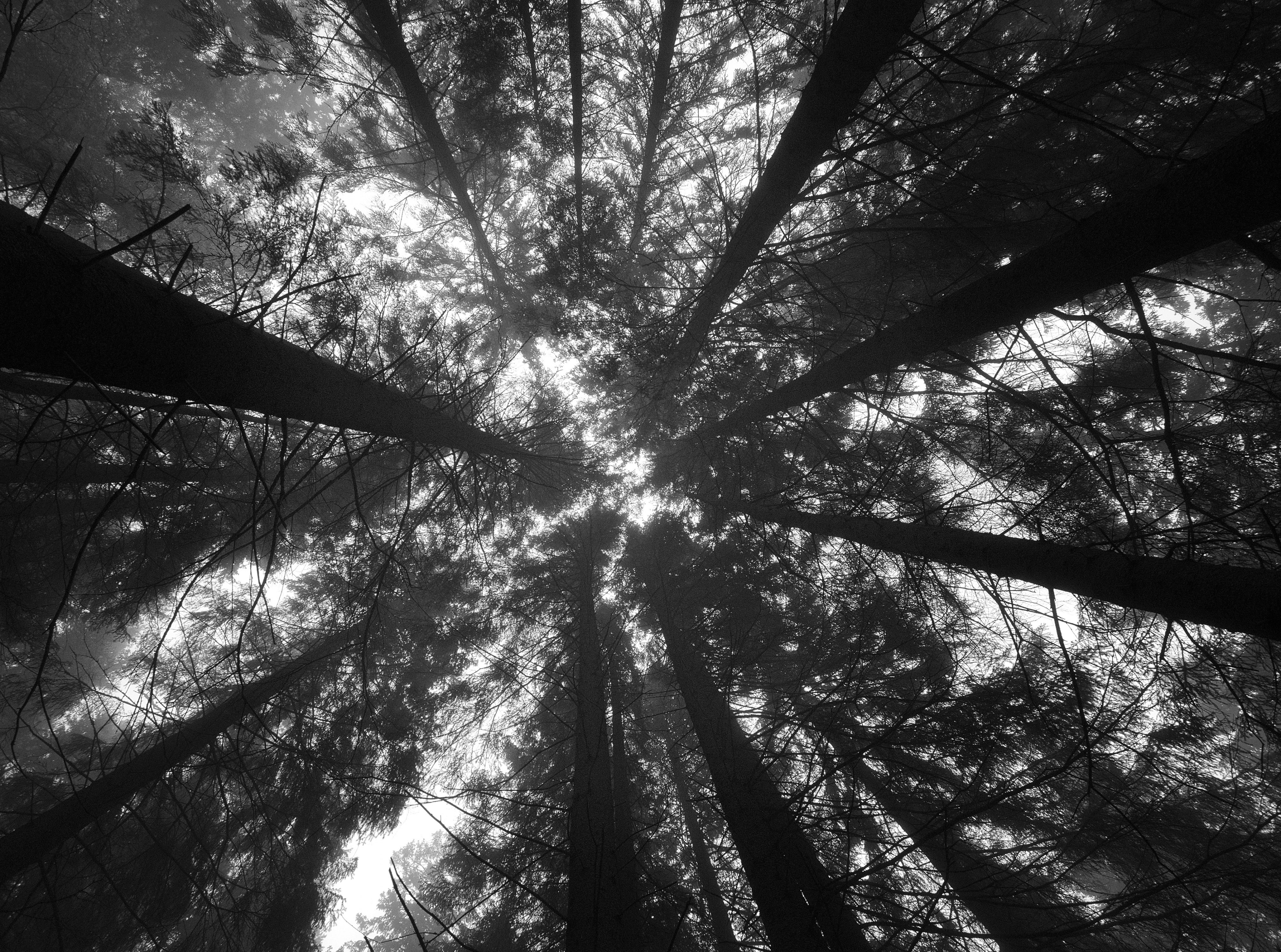 Forest of Darkness, grayscale photo of trees, Black and White