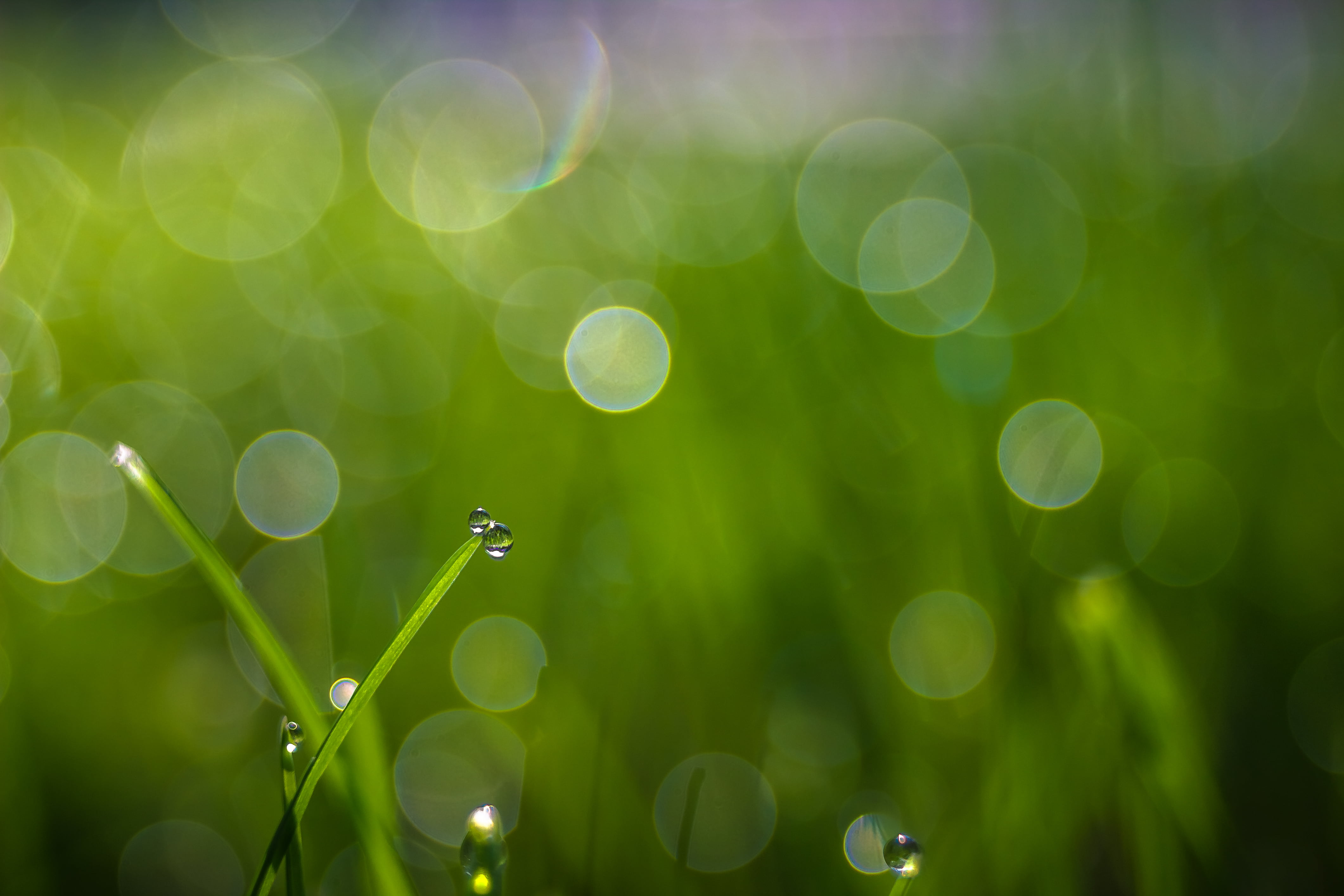 time laps photo of green leaves, Do, Dew, bokeh, roua, Carl  Zeiss