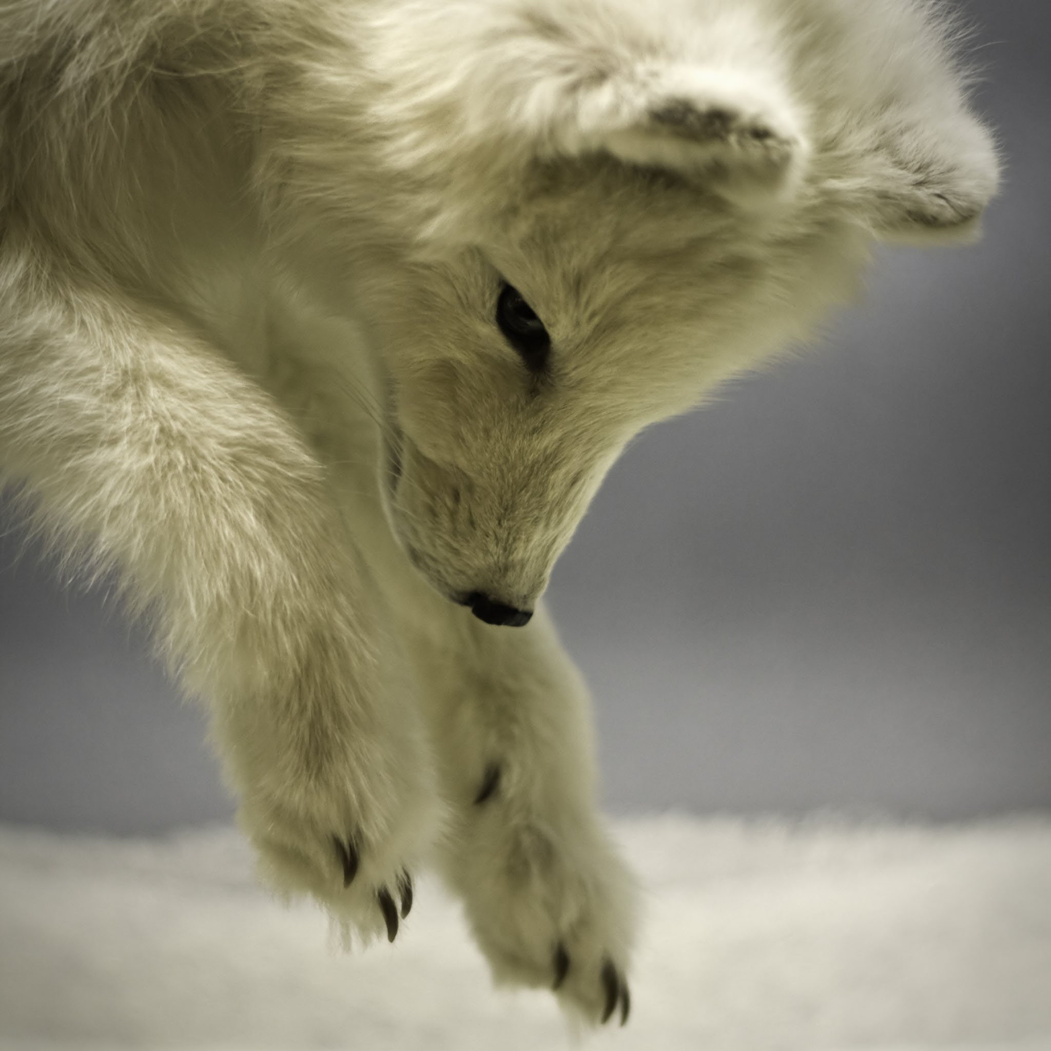 arctic, fox, foxes