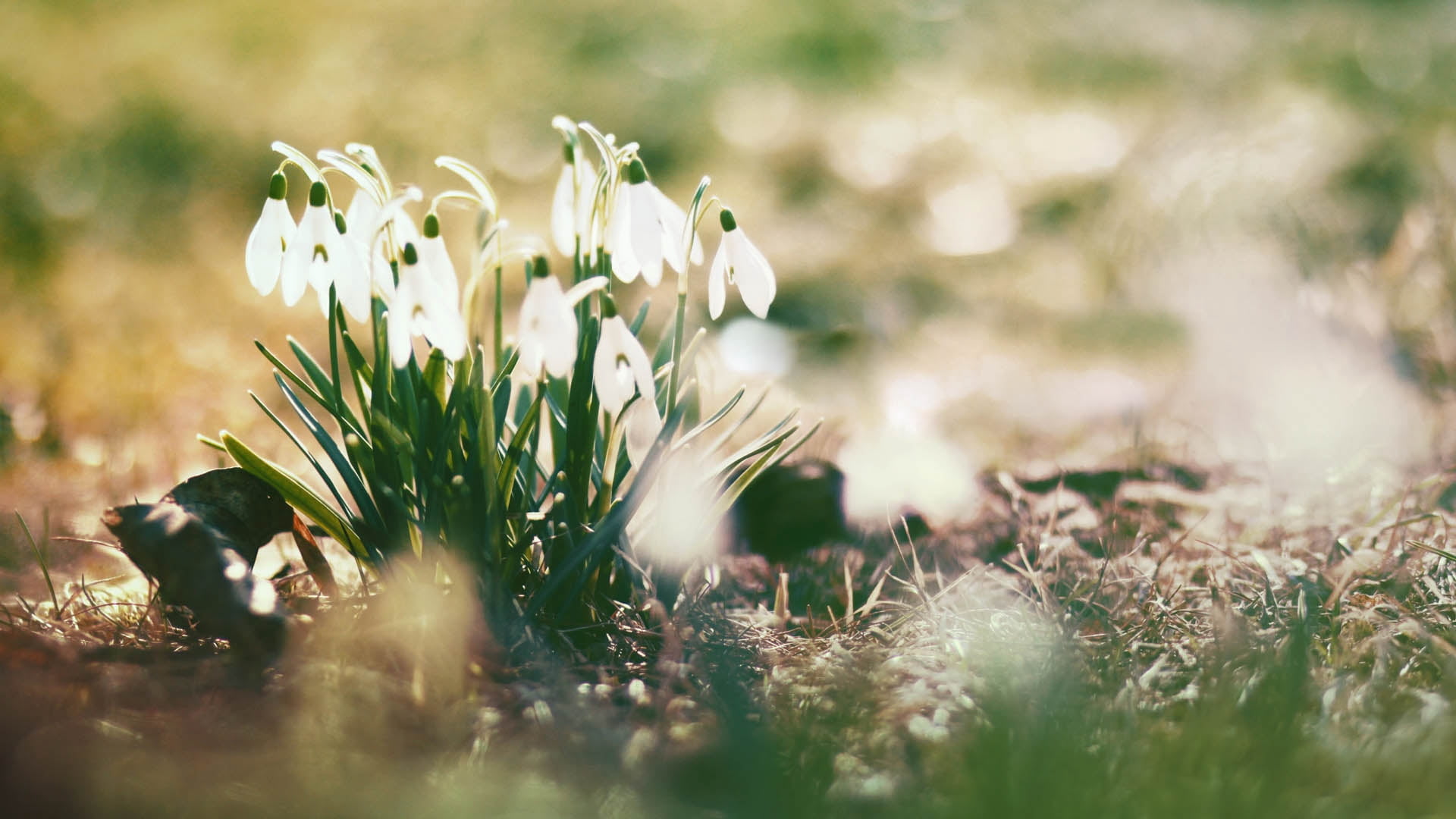 white flowers, snowdrops, plant, light, nature, close-up, springtime