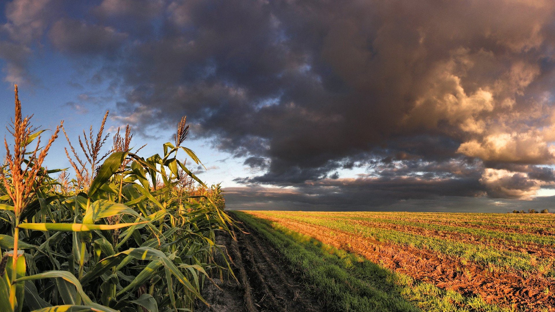 clouds, fields, nature, perception