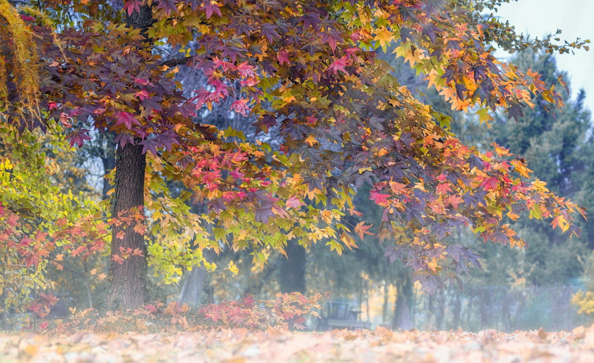 Trees, Fall, Leaf, Nature, Sunbeam