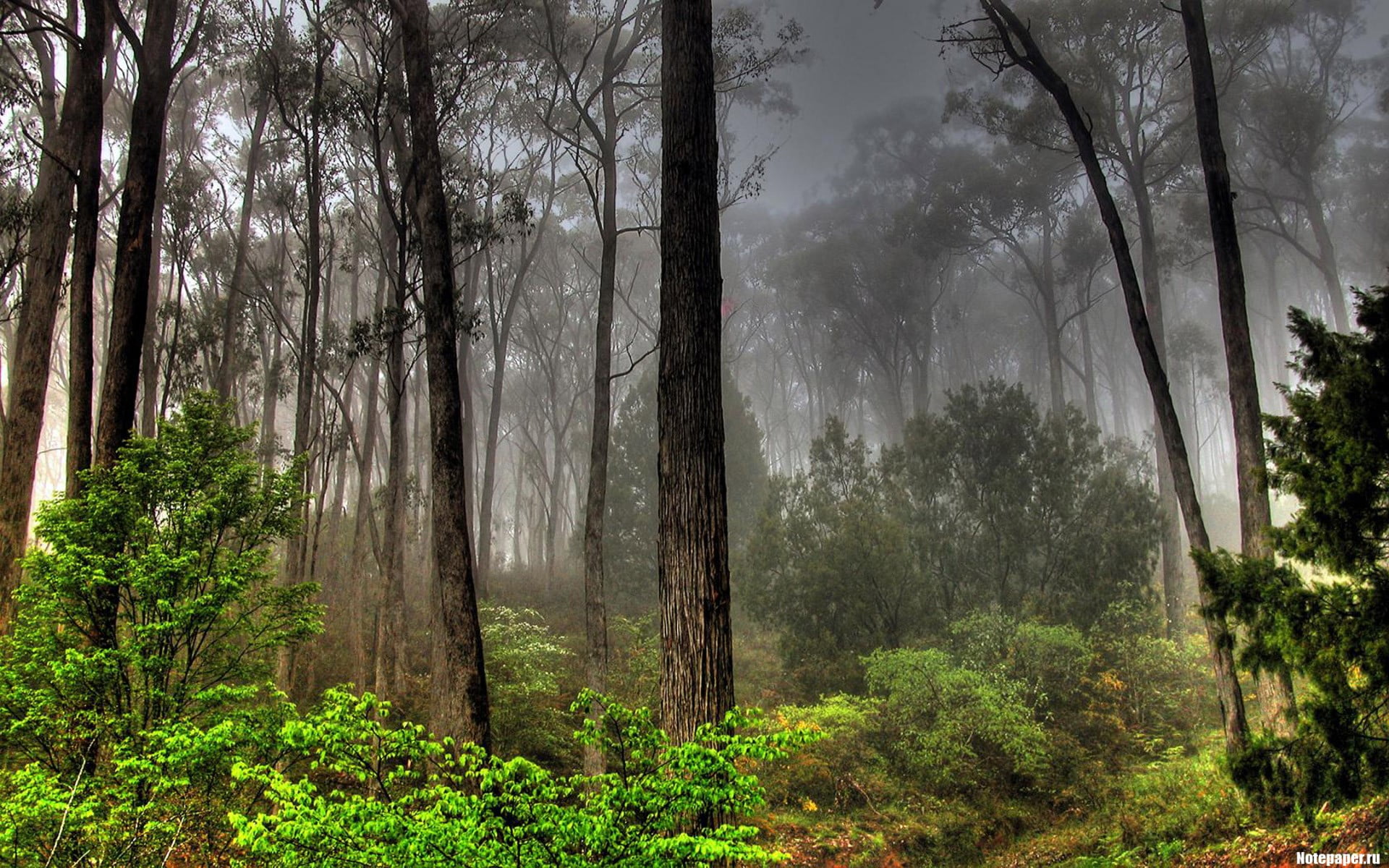 forest, mist, trees, nature, landscape, plant, growth, beauty in nature
