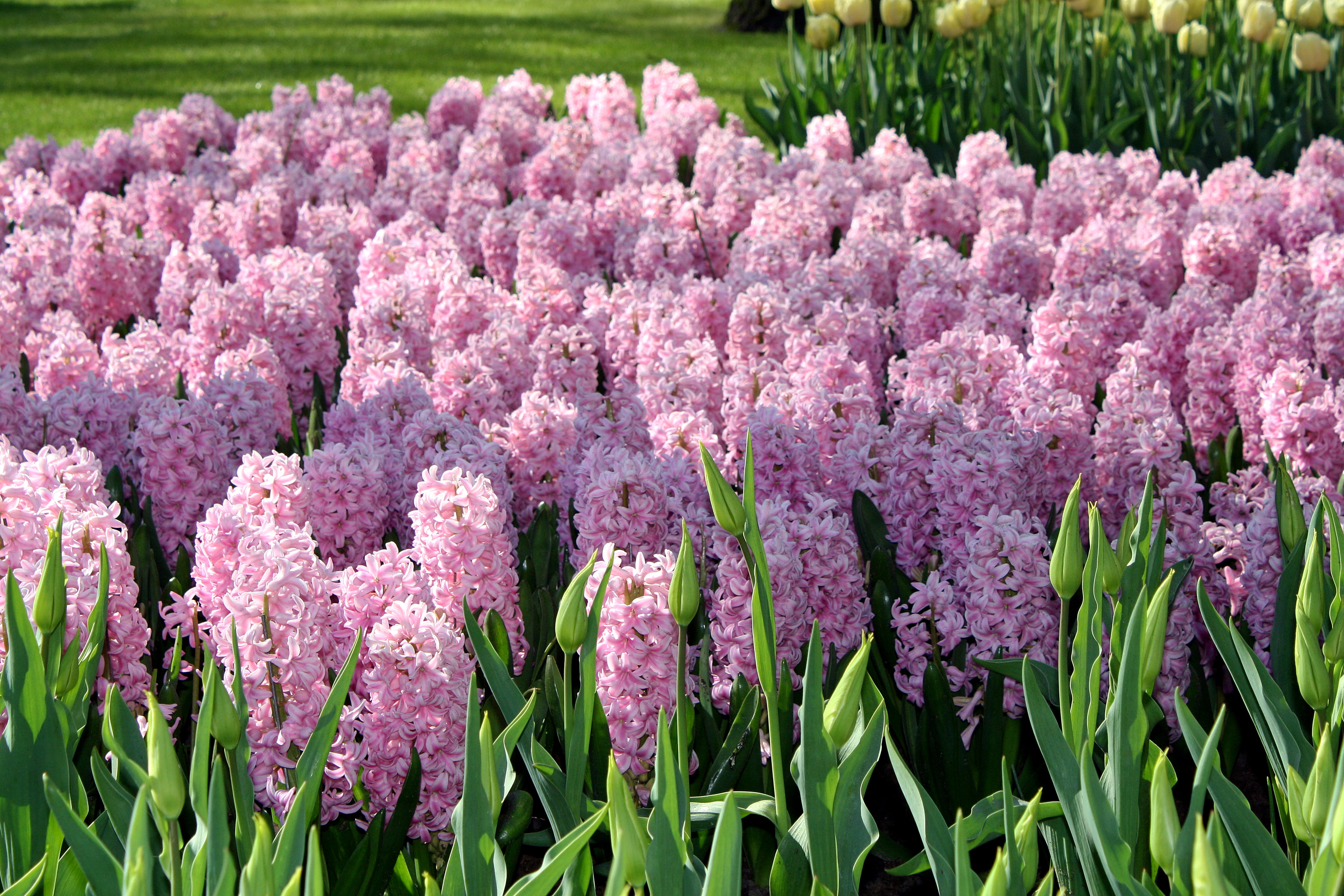 flowers, garden, pink, Netherlands, Keukenhof Gardens, hyacinths