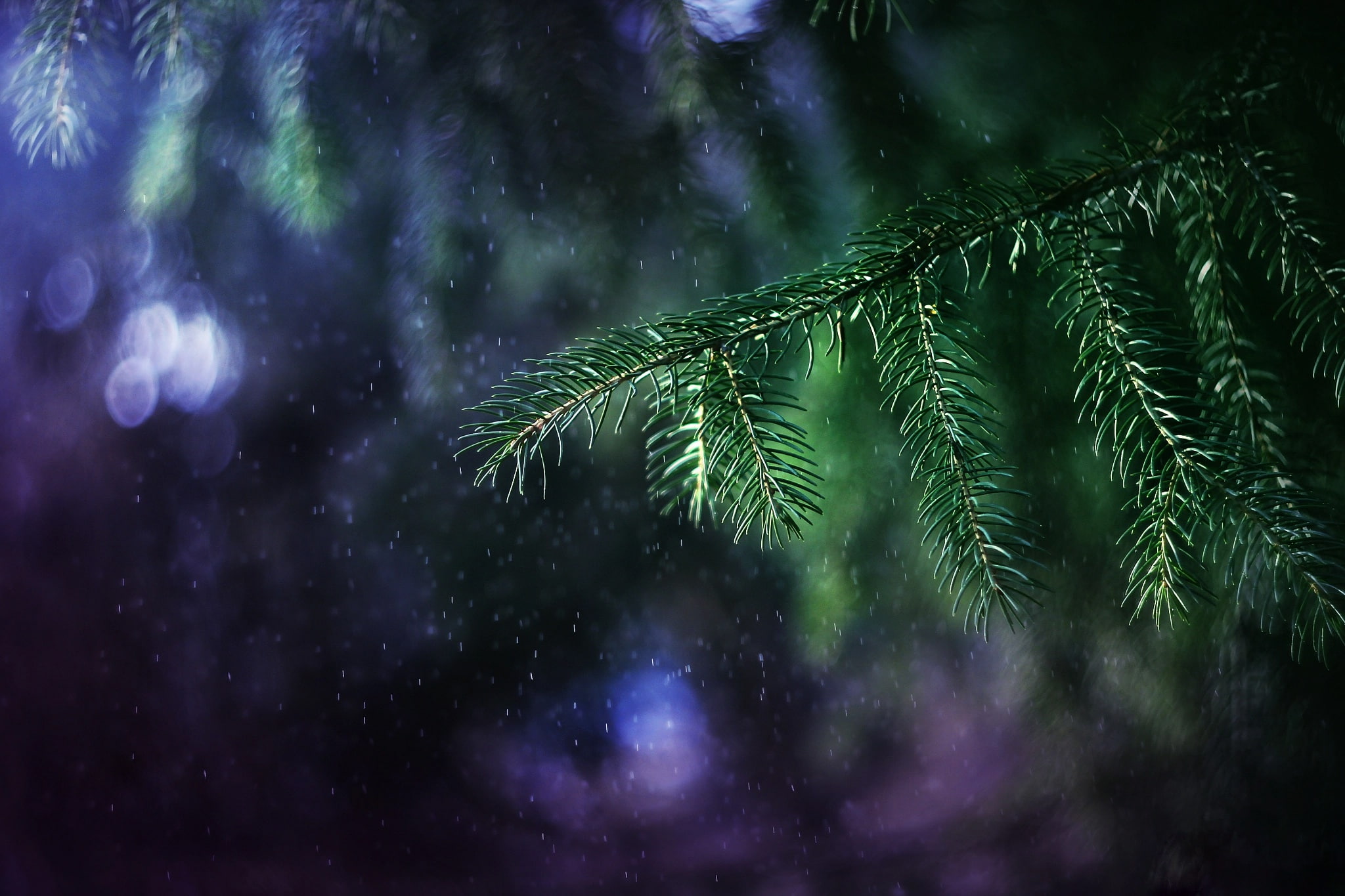 light, branches, rain, tree, bokeh