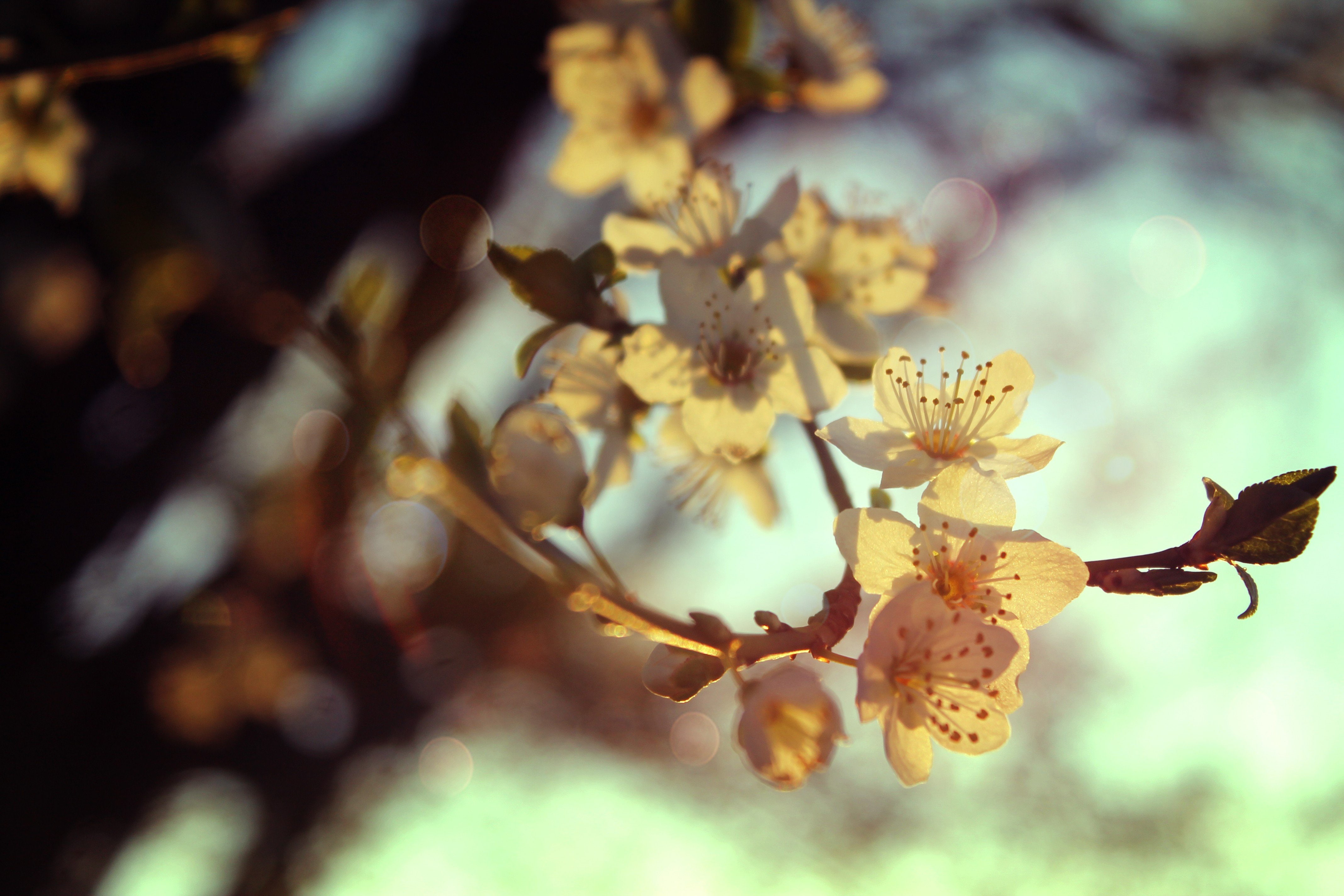 blossom