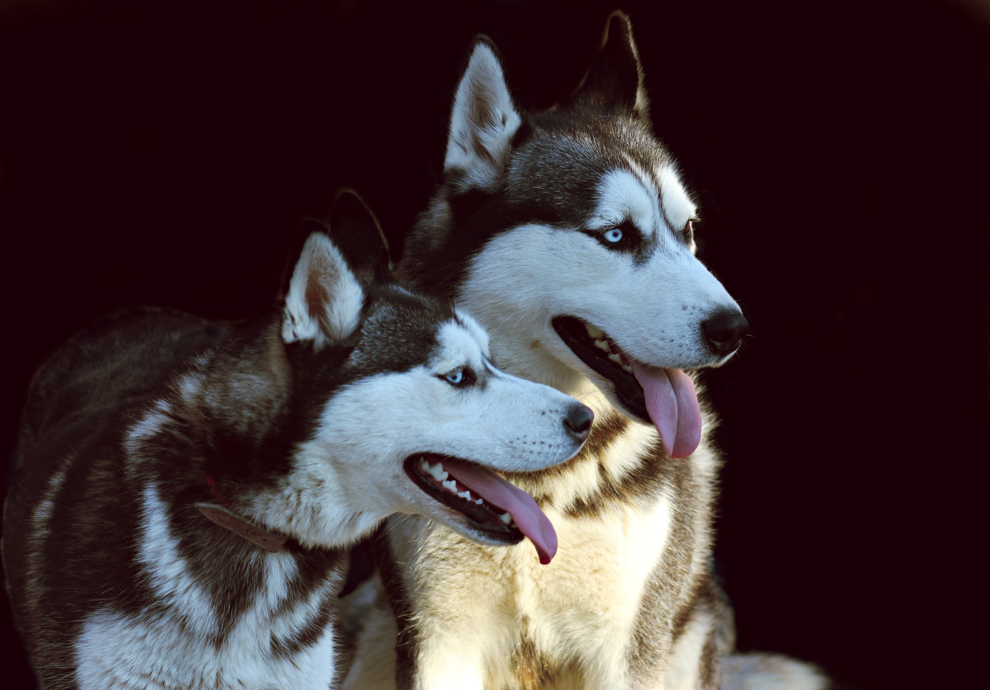 husky, dog, protruding tongue, dogs, couple, canine, pets, domestic
