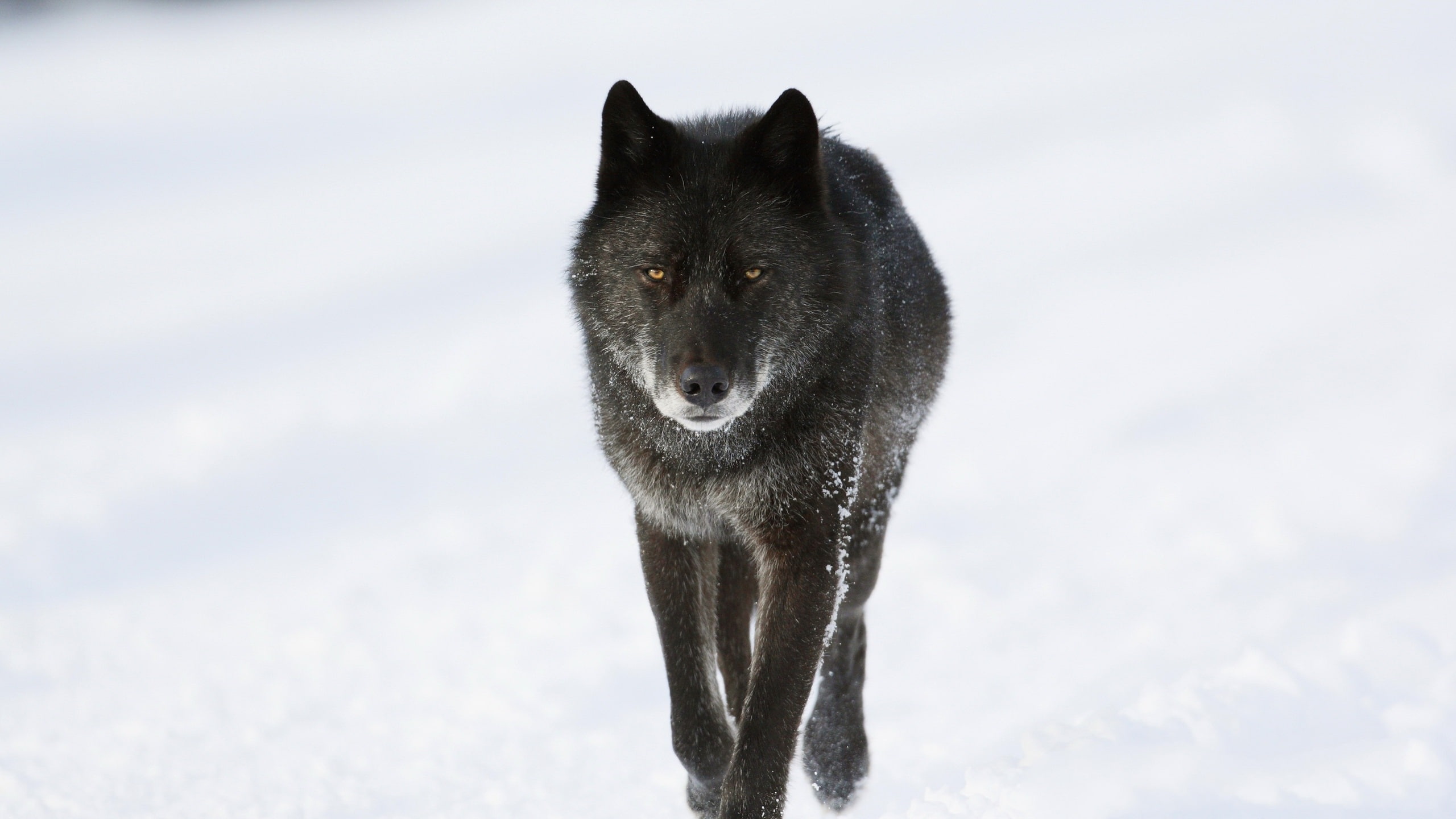Black wolf in winter