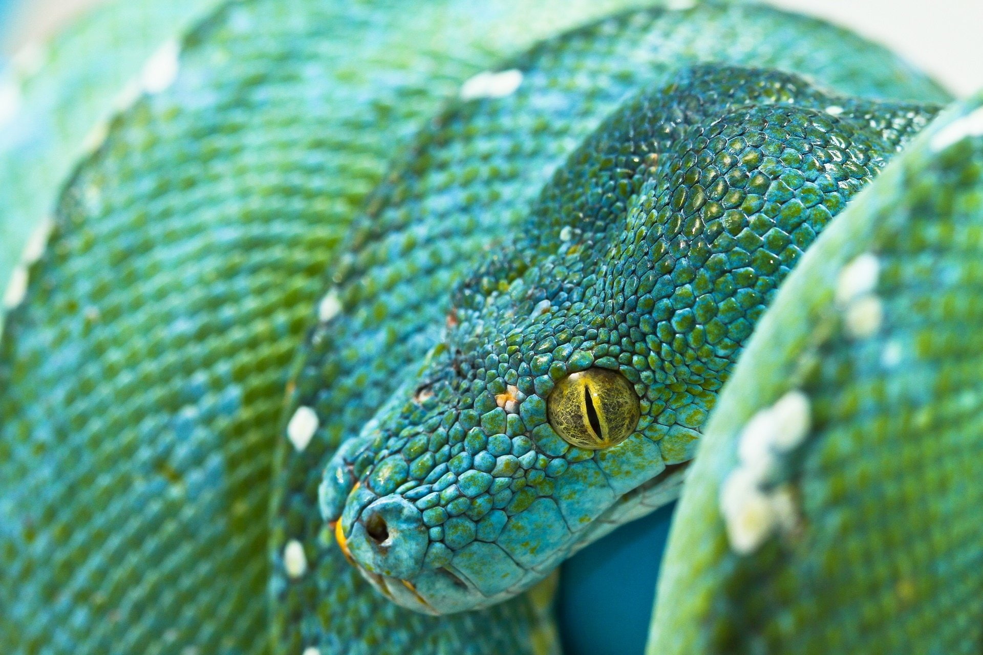 Reptiles, Python
