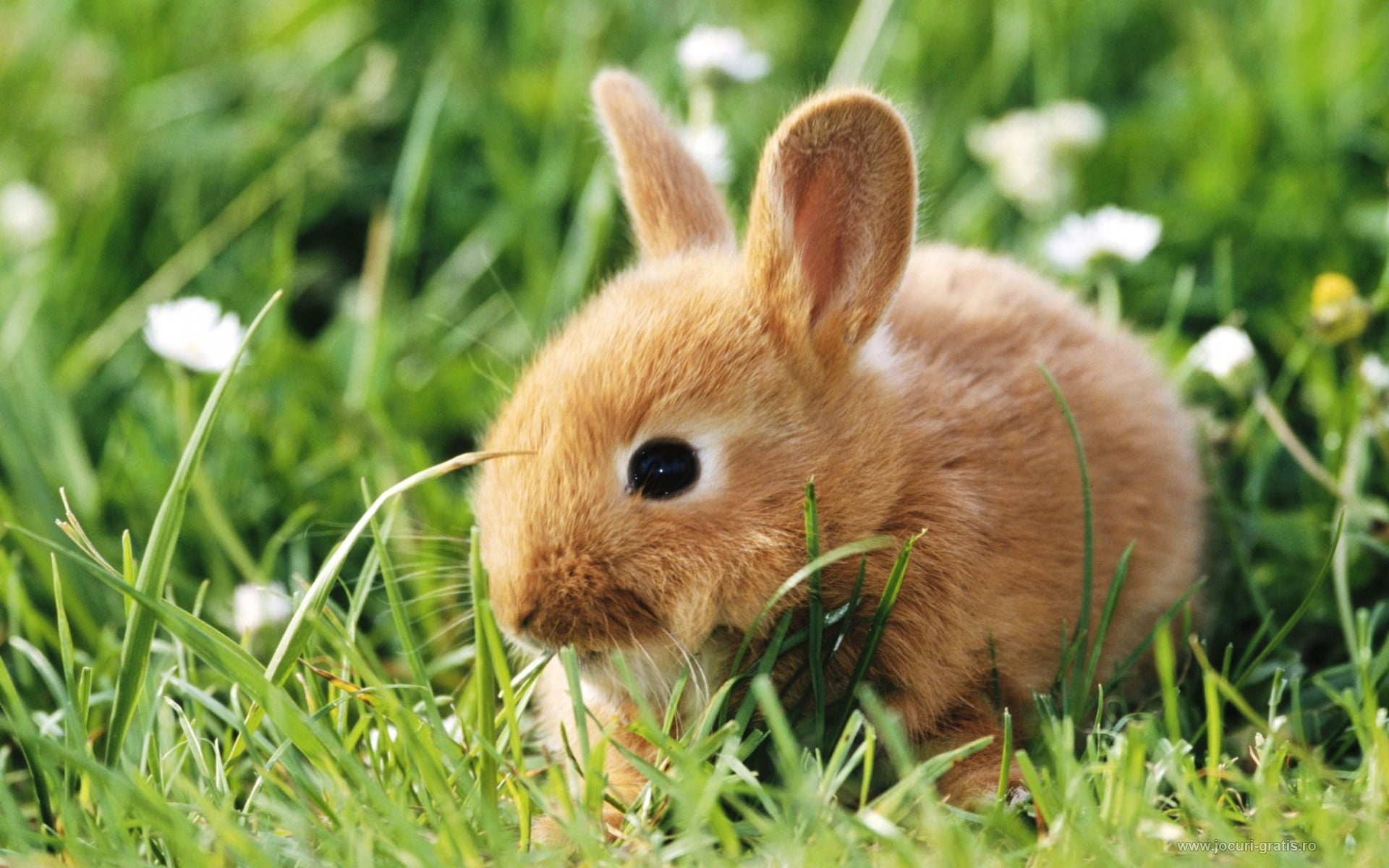 brown rabbit, grass, animal, rabbit - Animal, easter, cute, pets