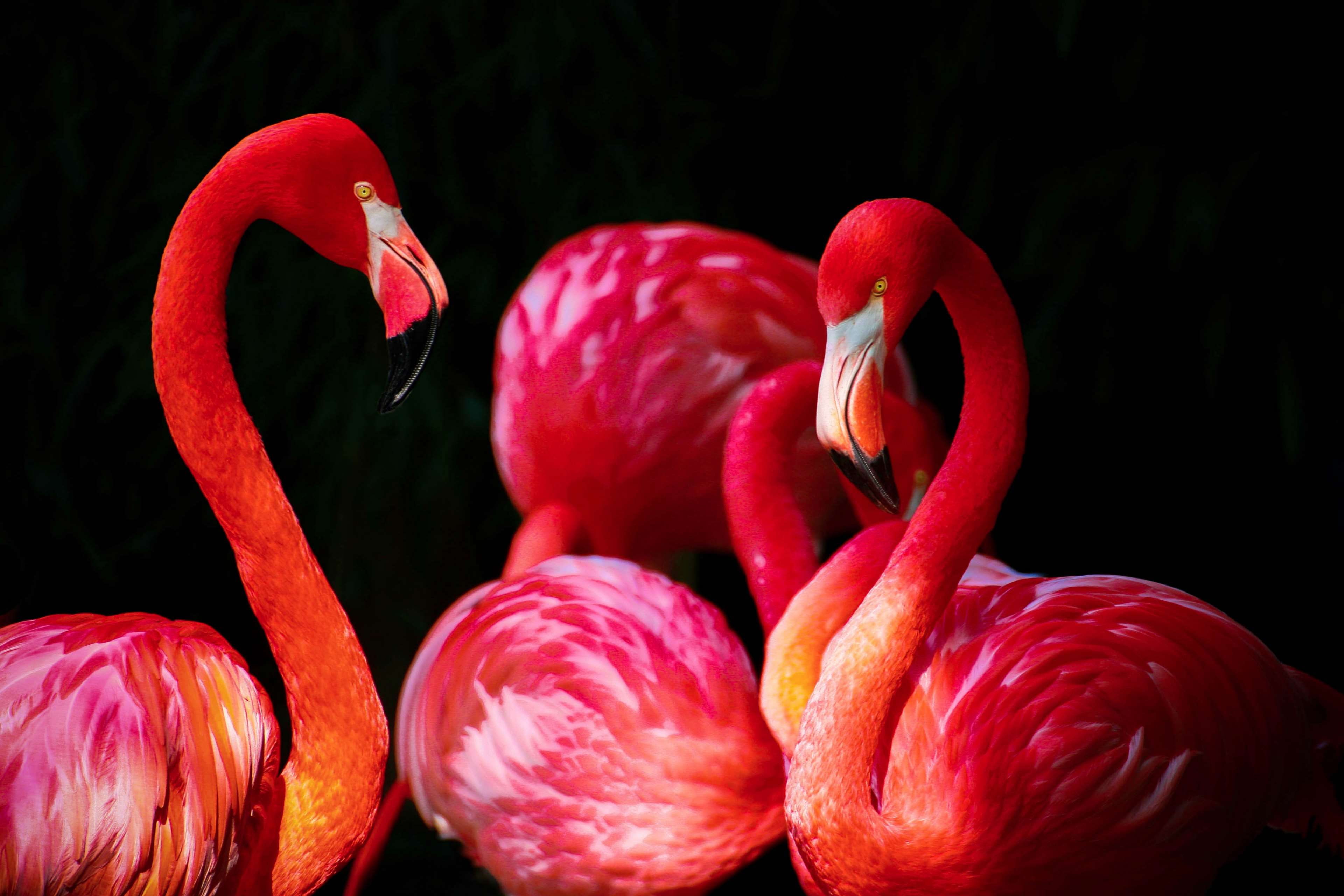 animals, birds, caribbean flamingo, flamingos, phoenicopteriformes