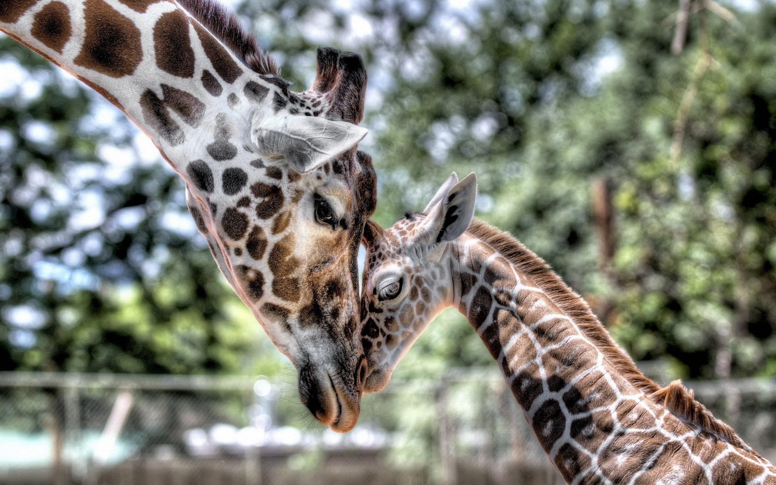 giraffe