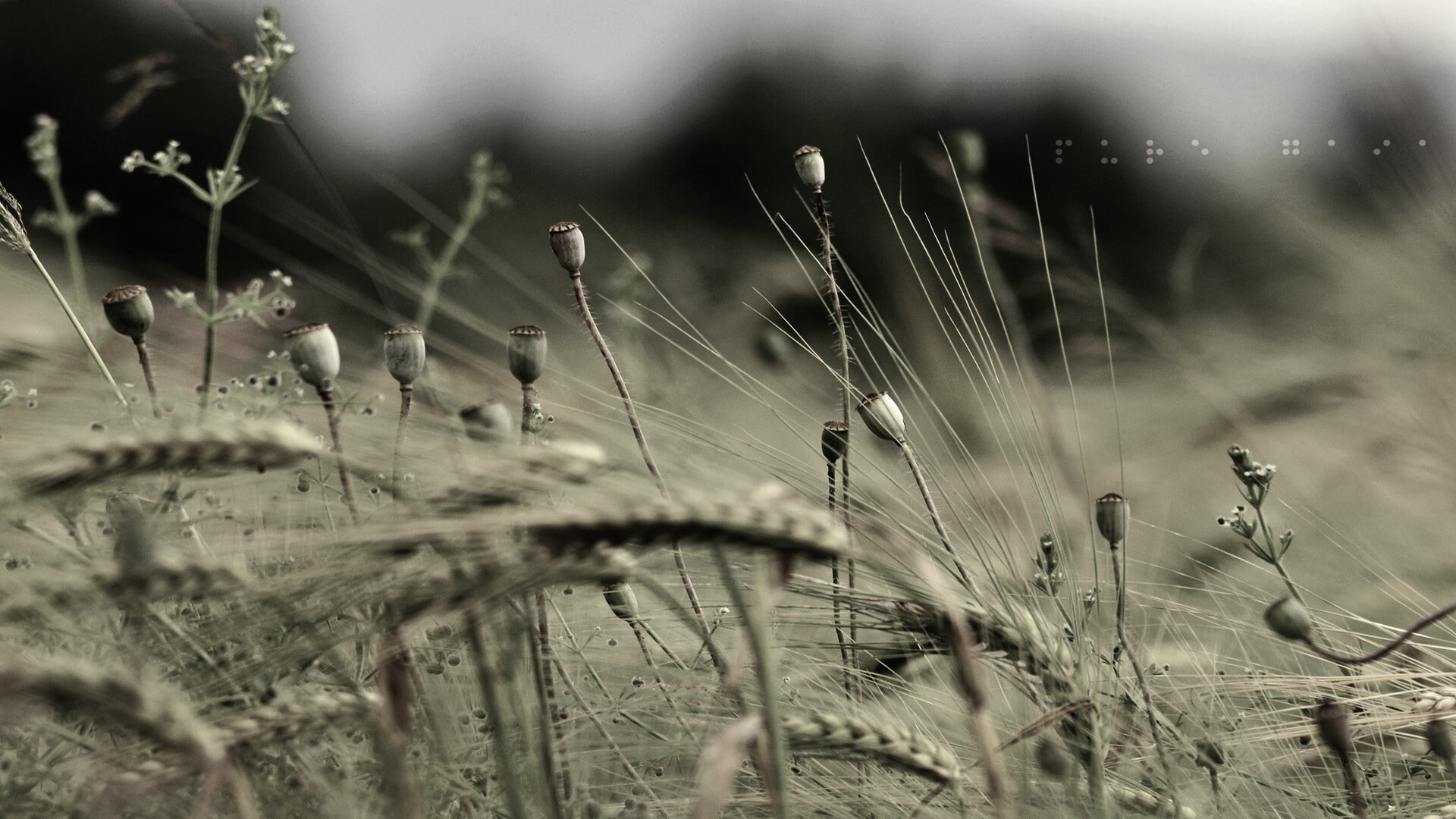 plants, wheat