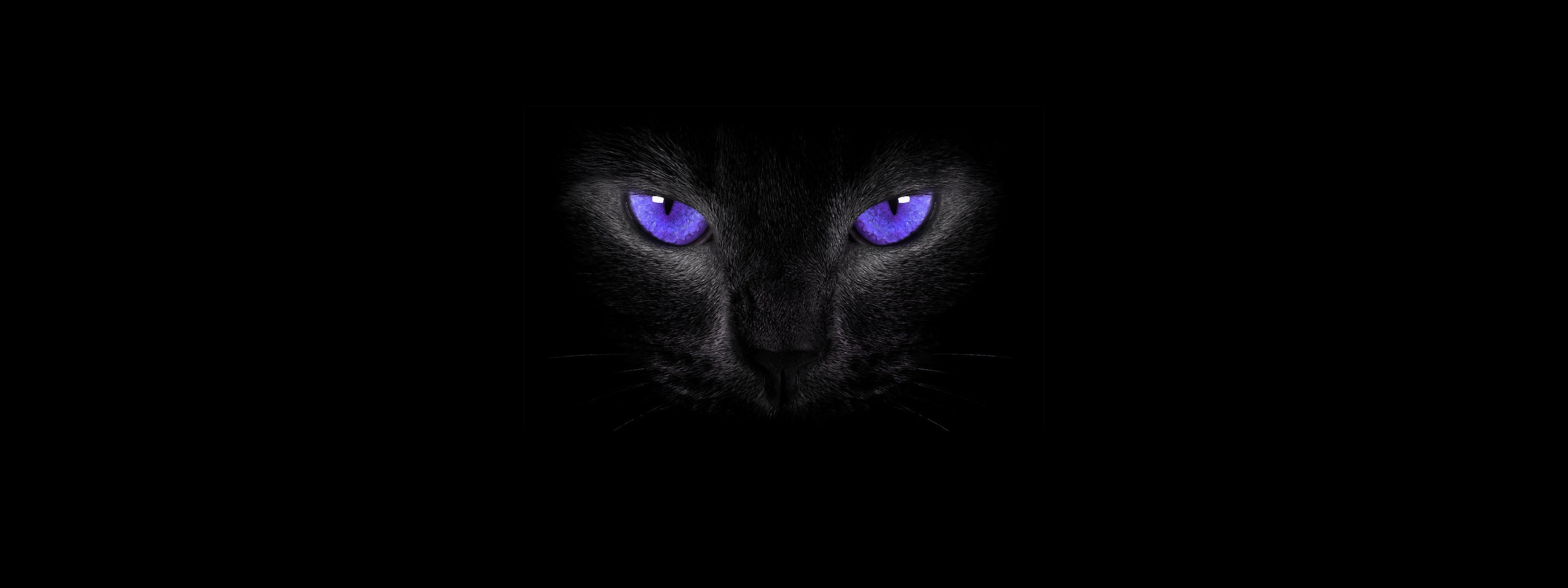 Black Cats, cat eyes, Simple Background, Smoky Eyes, domestic cat