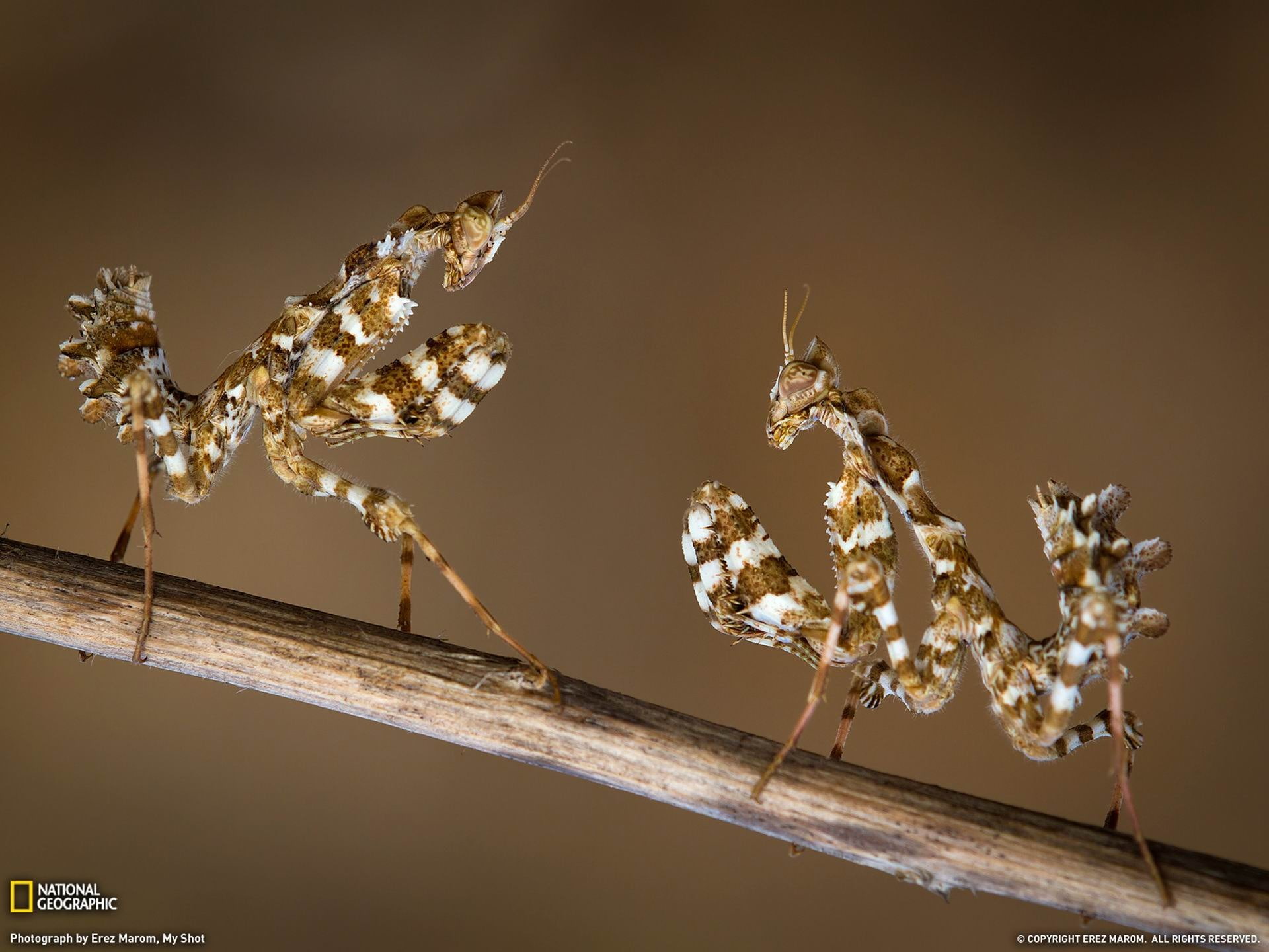 Thistle Mantis Nymphs Israel-National Geographic W.., two brown-and-white striped praying mantis