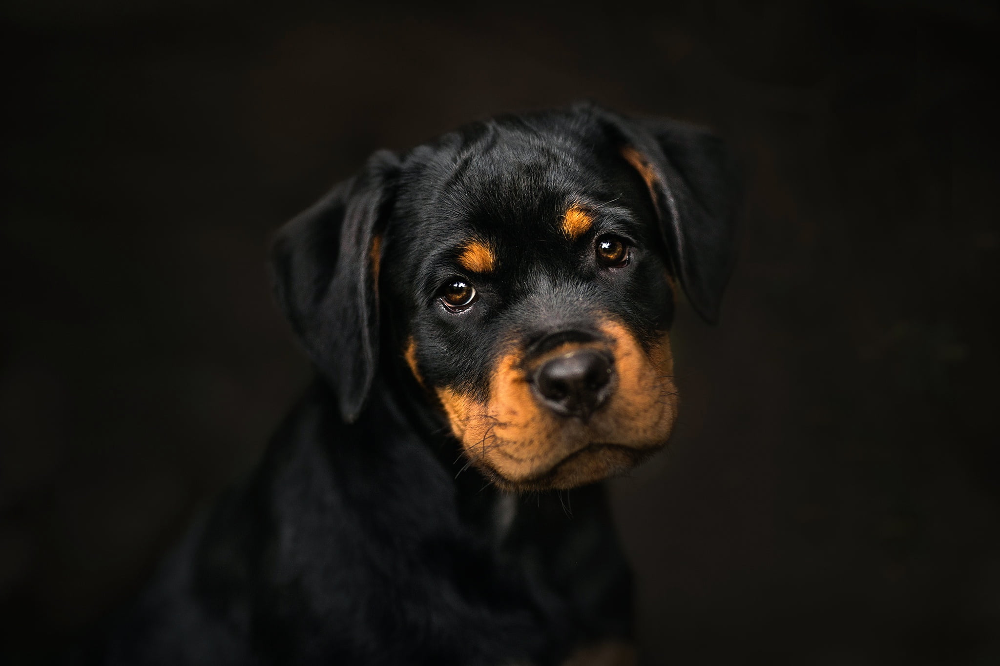 black and tan short-coated puppy, dark, dog, animals, portrait