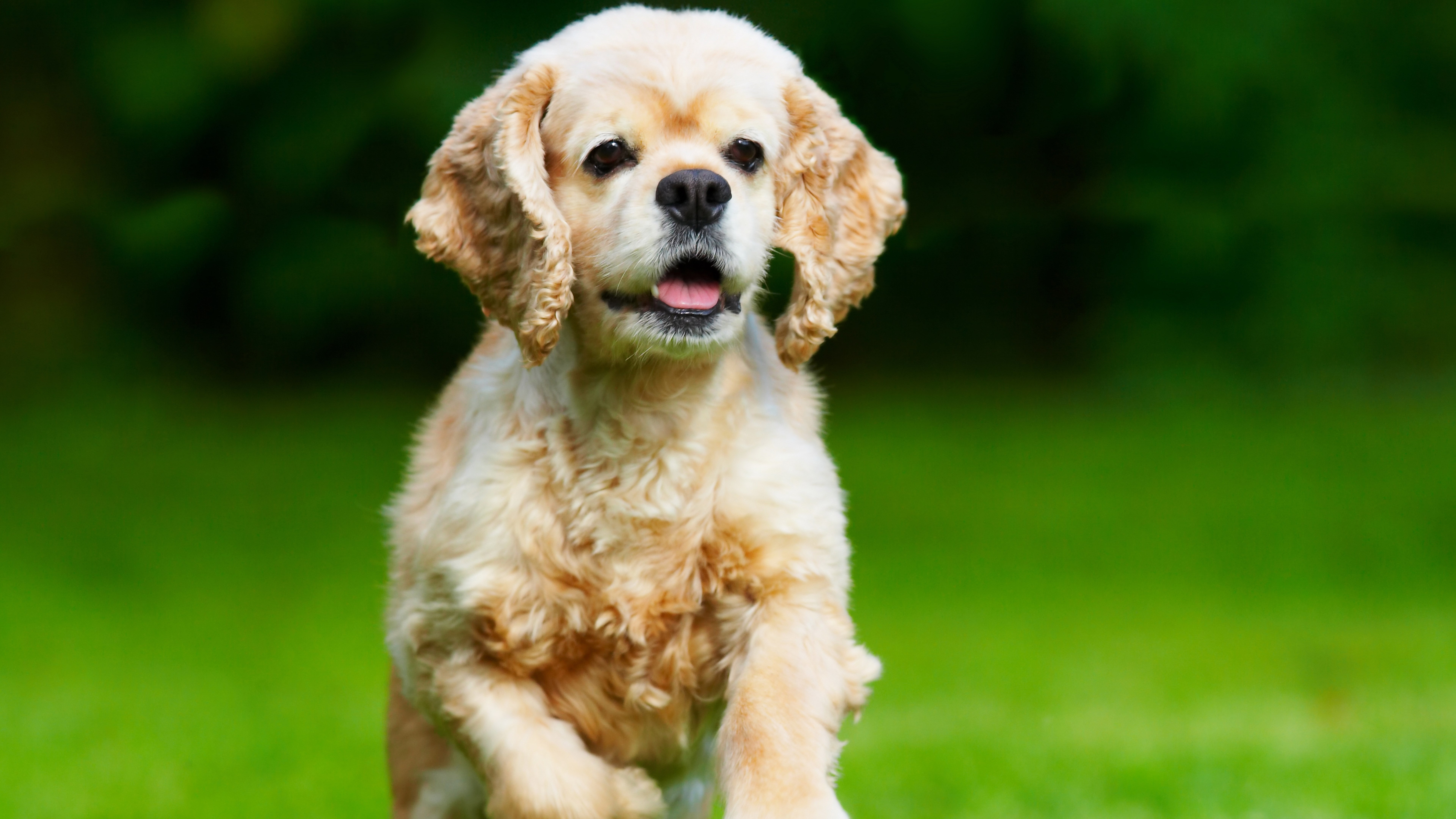 a cute puppy cocker spaniel dog picture, canine, one animal