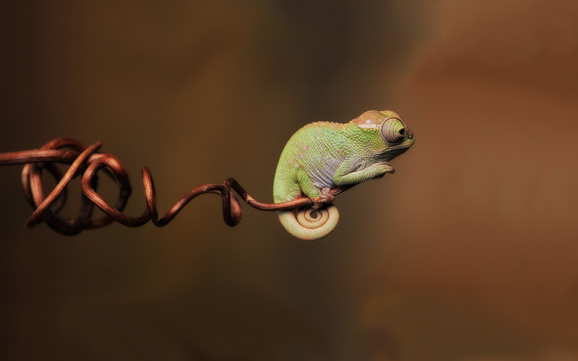 animals, branch, chameleons, reptiles, simple, twigs