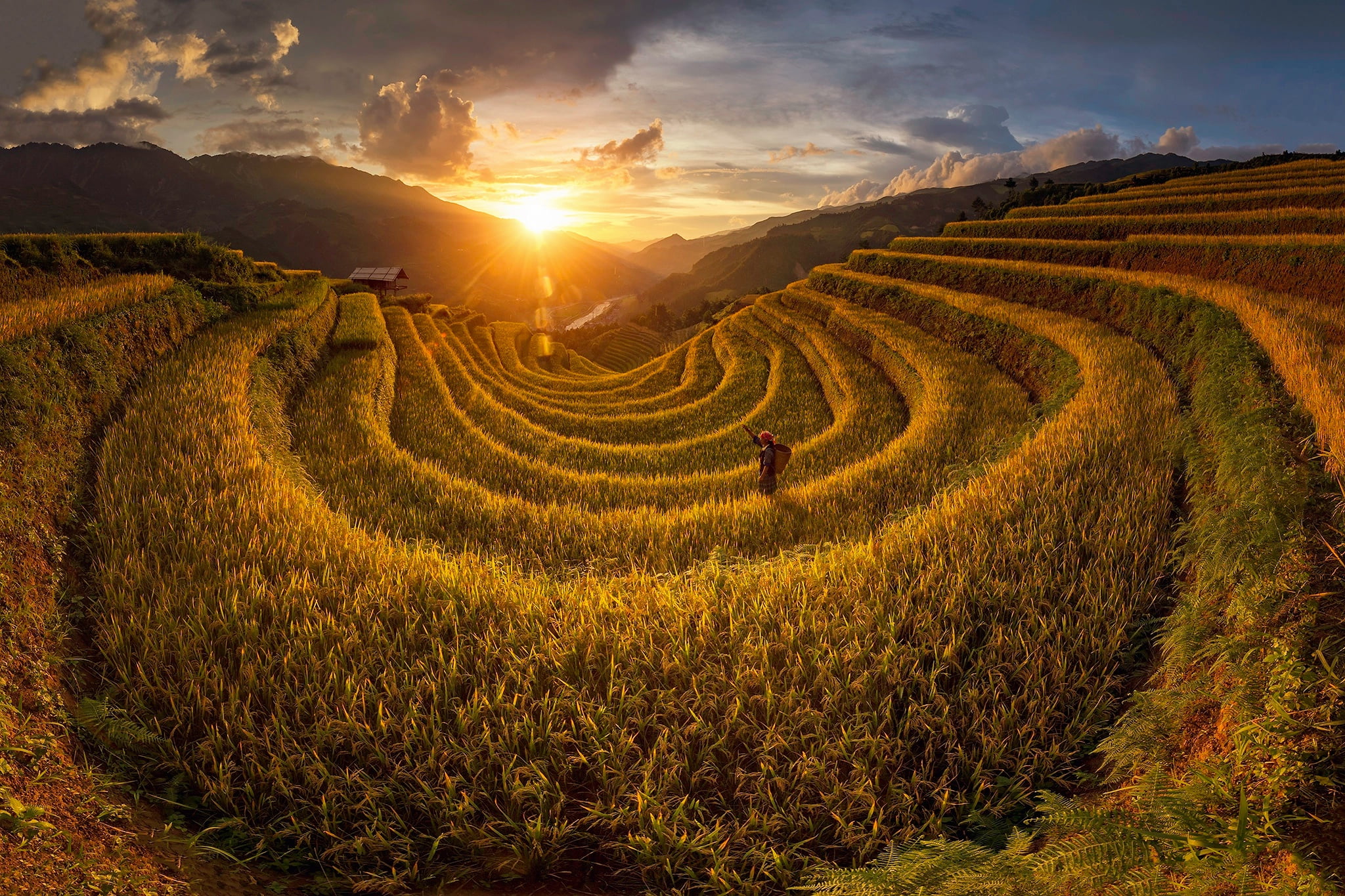 field, Agro (Plants), outdoors, Vietnam, Asia
