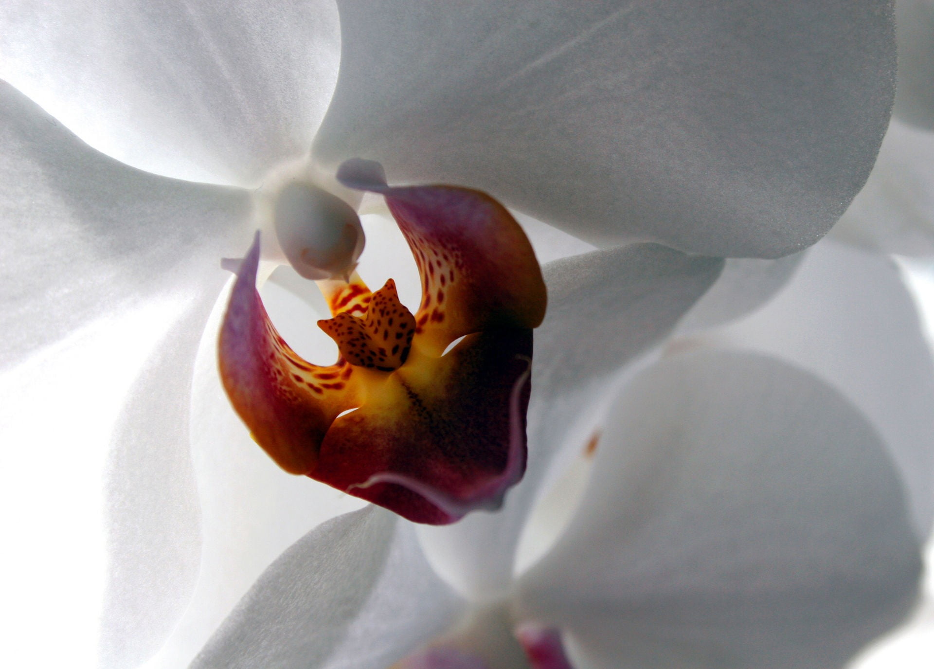 white and red moth orchid, macro, white flowers, orchids, flowering plant