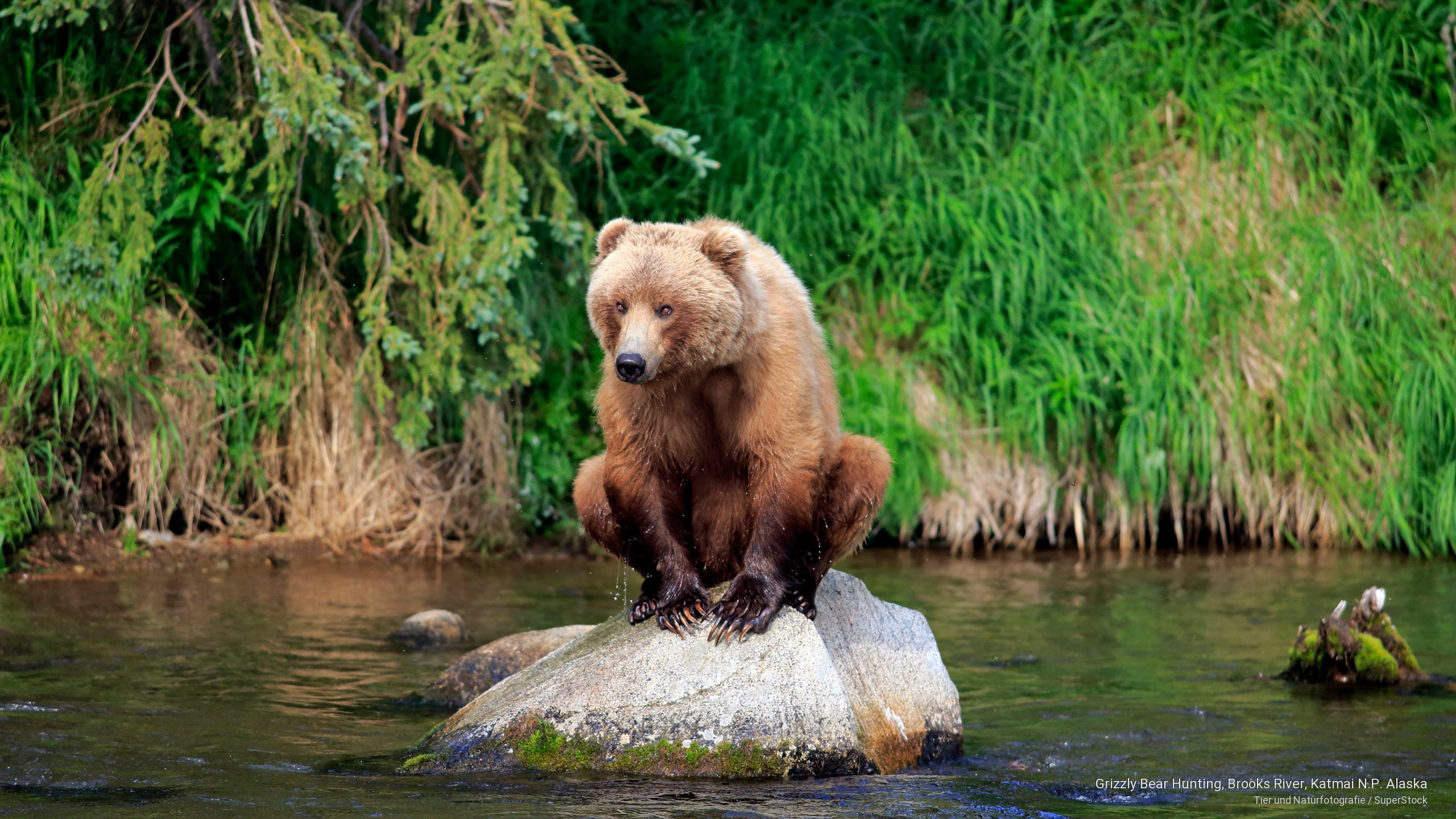 Grizzly Bear Hunting, Brooks River, Katmai N.P. Alaska, Animals