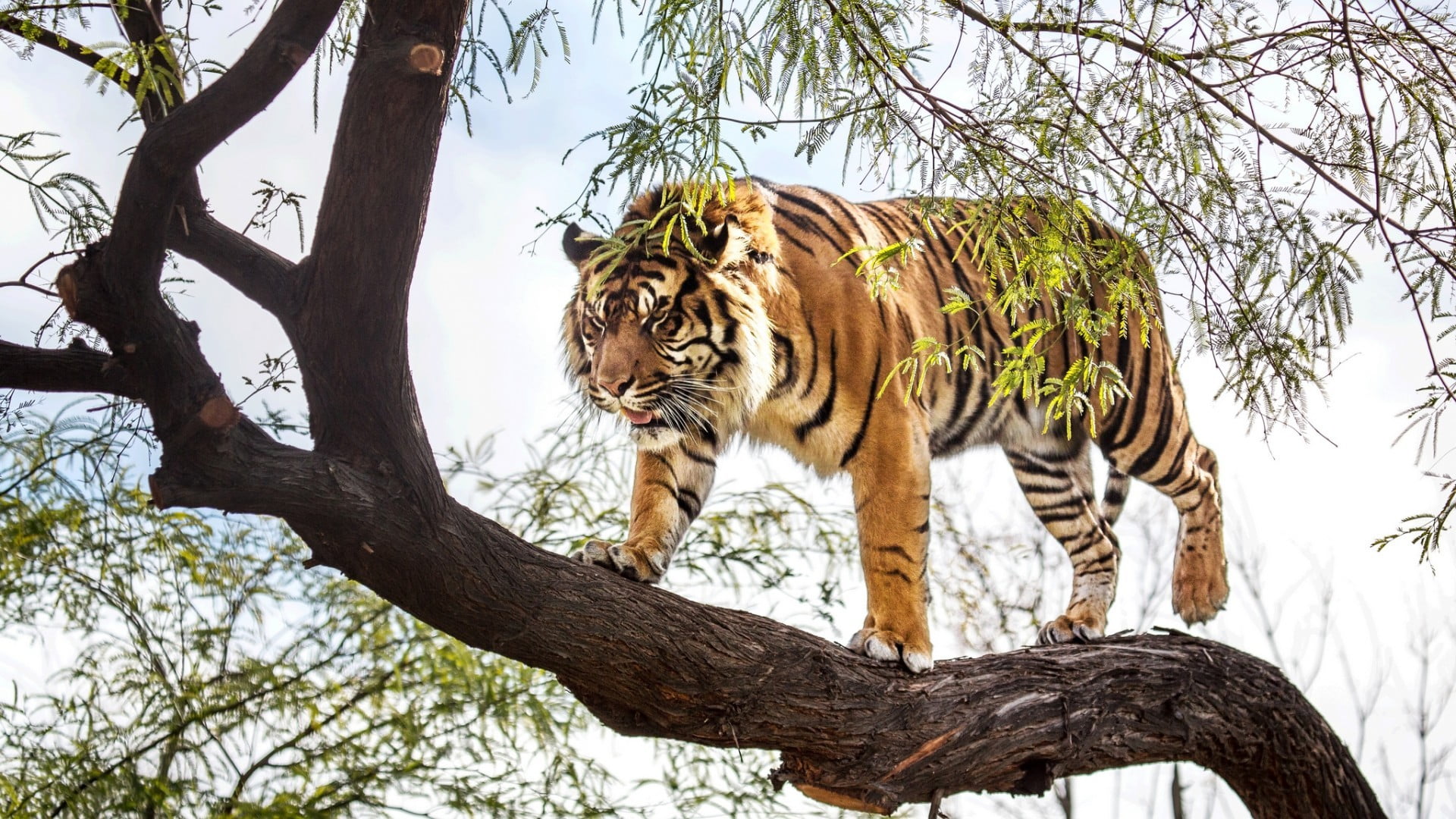 Bengal tiger, mammals, wildlife, animals, big cats, tree, feline