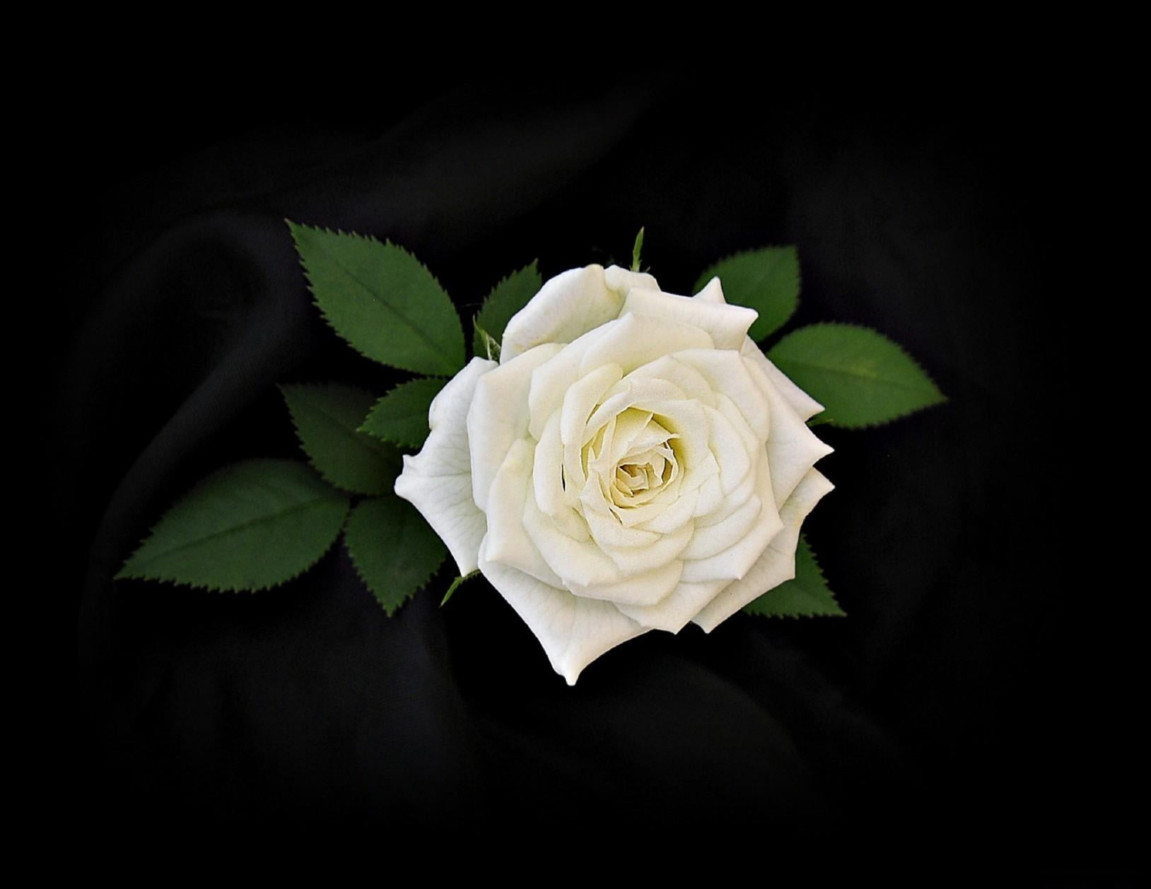 white rose, flower, leaves, black background, rose - Flower, nature