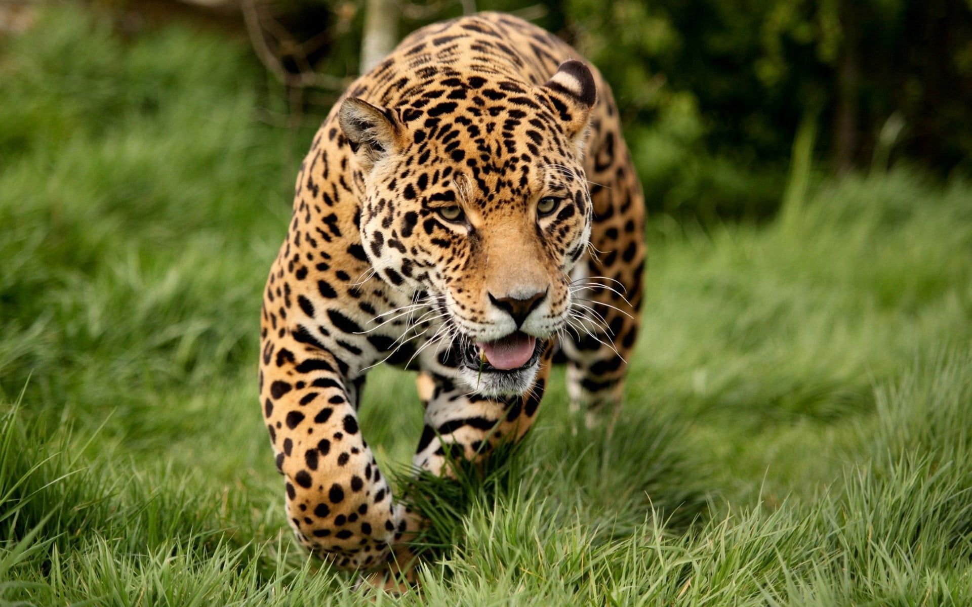 adult Leopard, grass, run, animal, wildlife, nature, undomesticated Cat