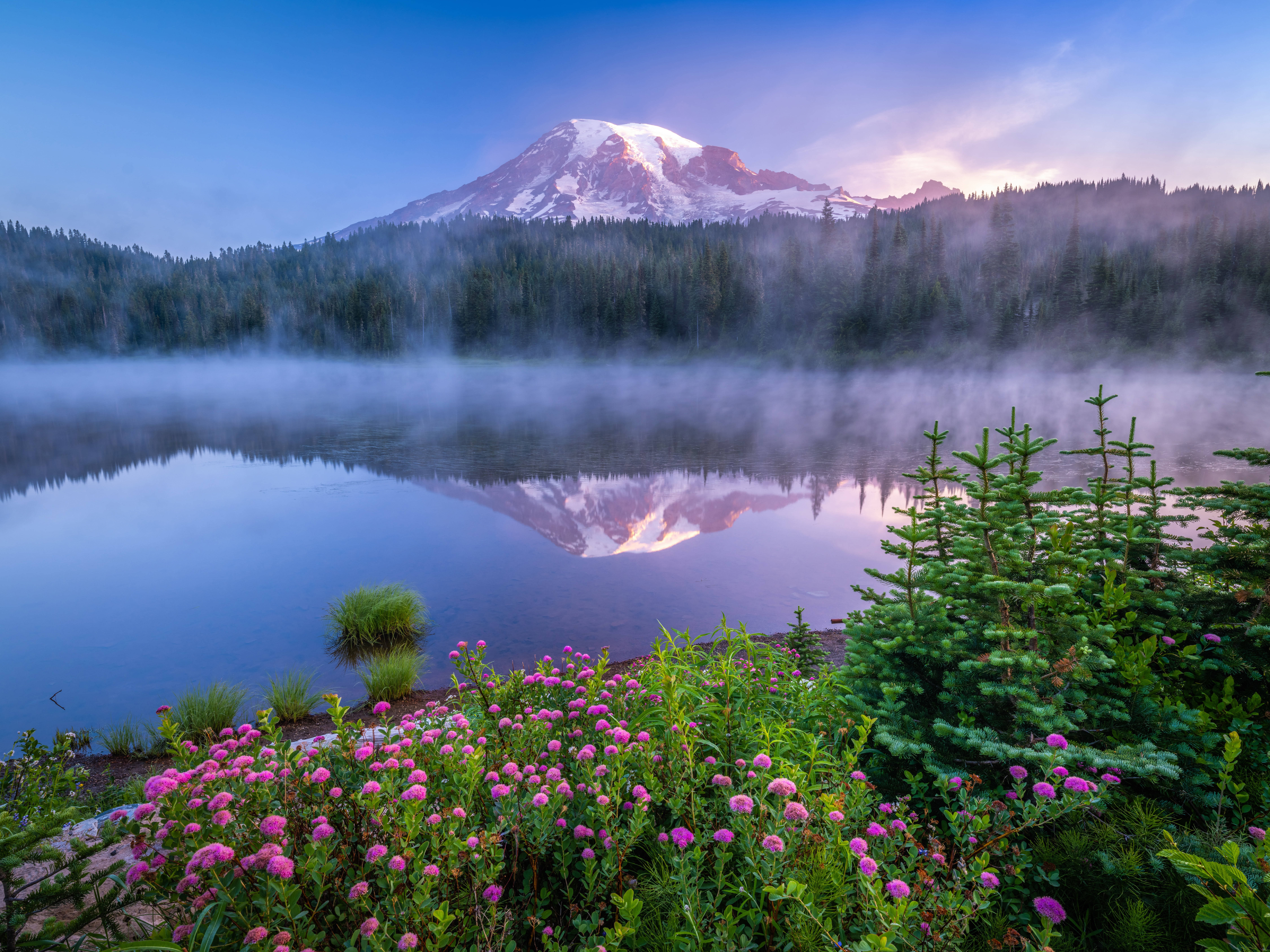 forest, flowers, fog, lake, reflection, dawn, mountain, morning