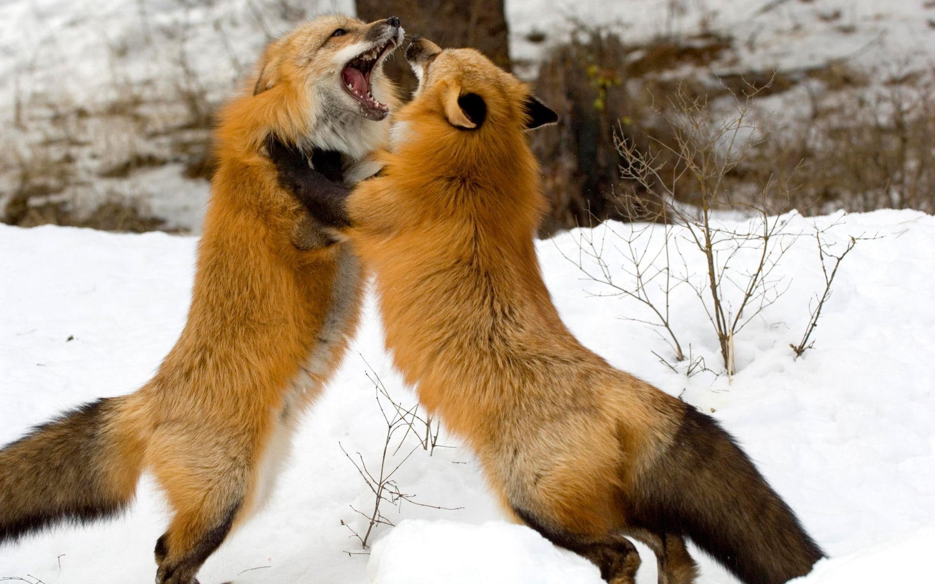 Foxes Fighting, vulpes, red fox, canidae, carnivora, animals