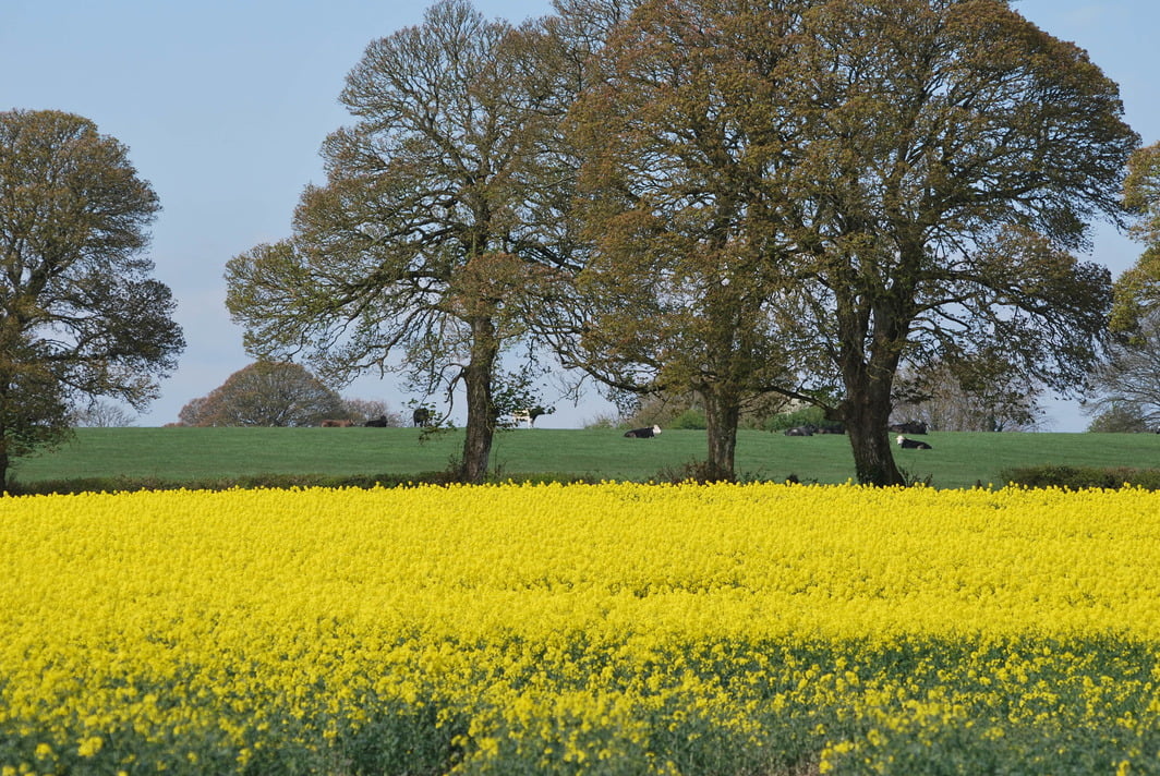 yellow flower field during daytime, nature, oilseed Rape, agriculture