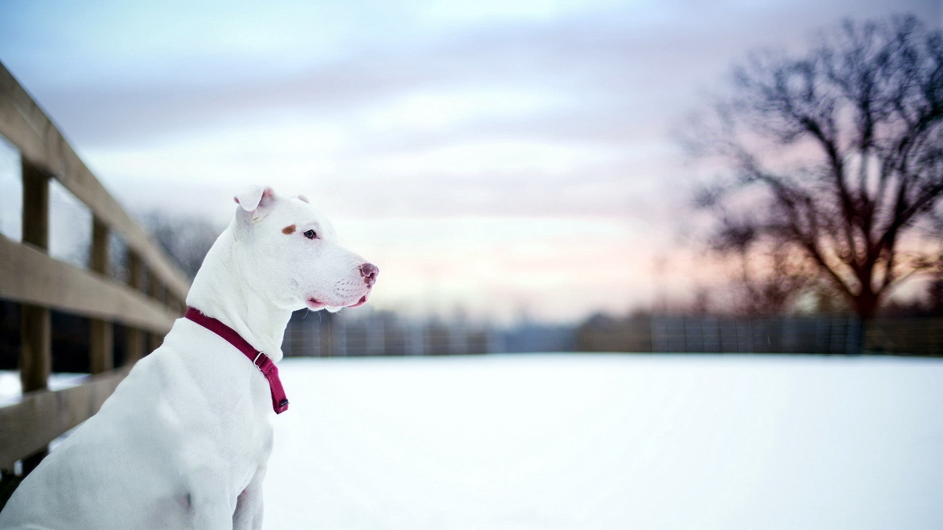 adult white American pit bull terrier, dog, snow, winter, animal