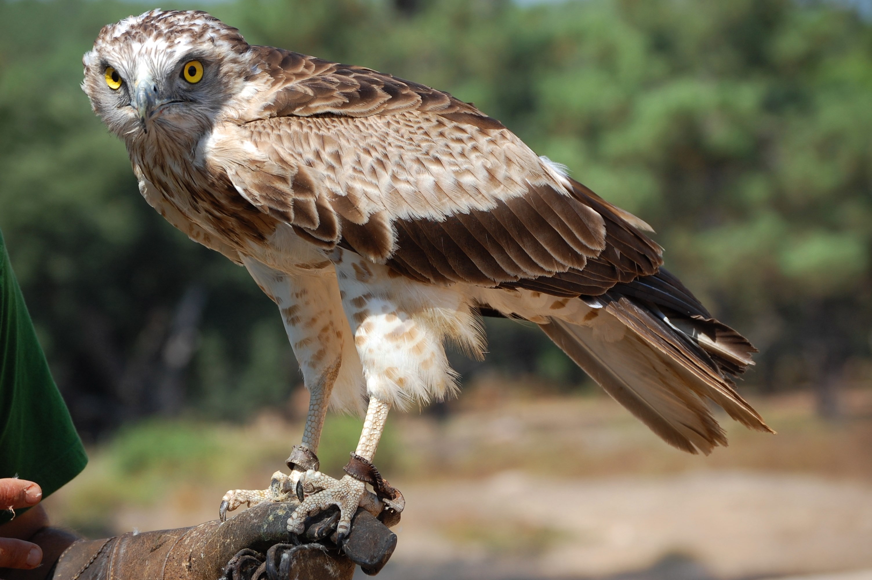 eagle