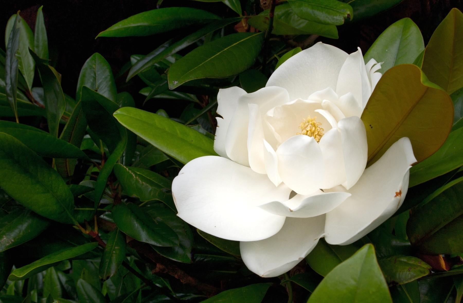 white magnolia flower, blossom, leaves, branche, nature, plant