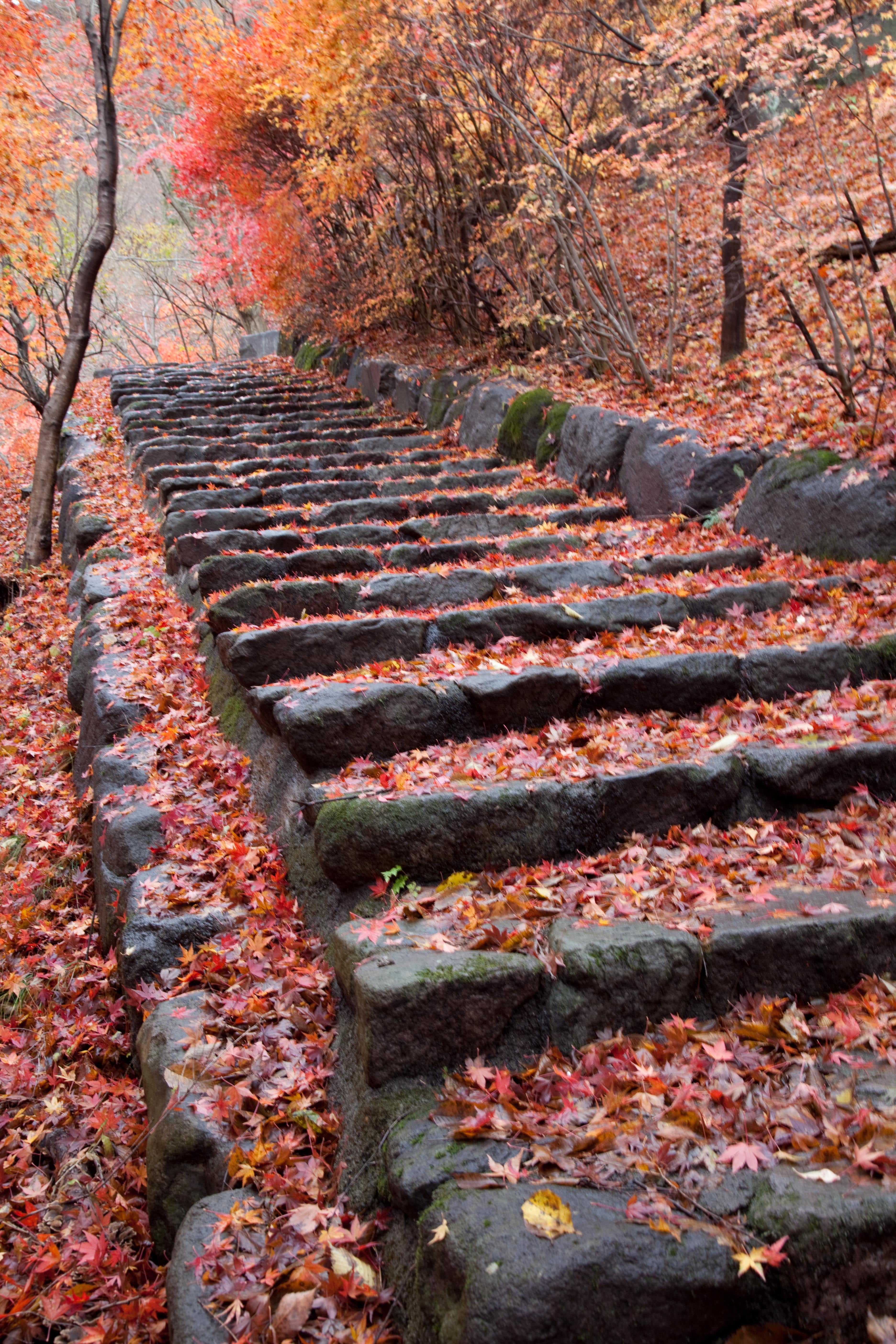 autumn trees on black concrete pathway, Ikaho, Fall, Travel, nature