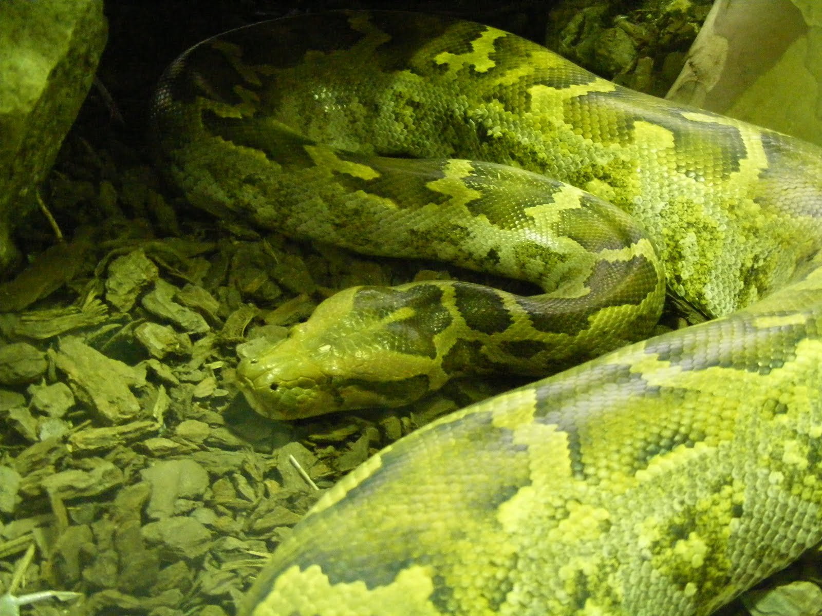 indian, python, snakes