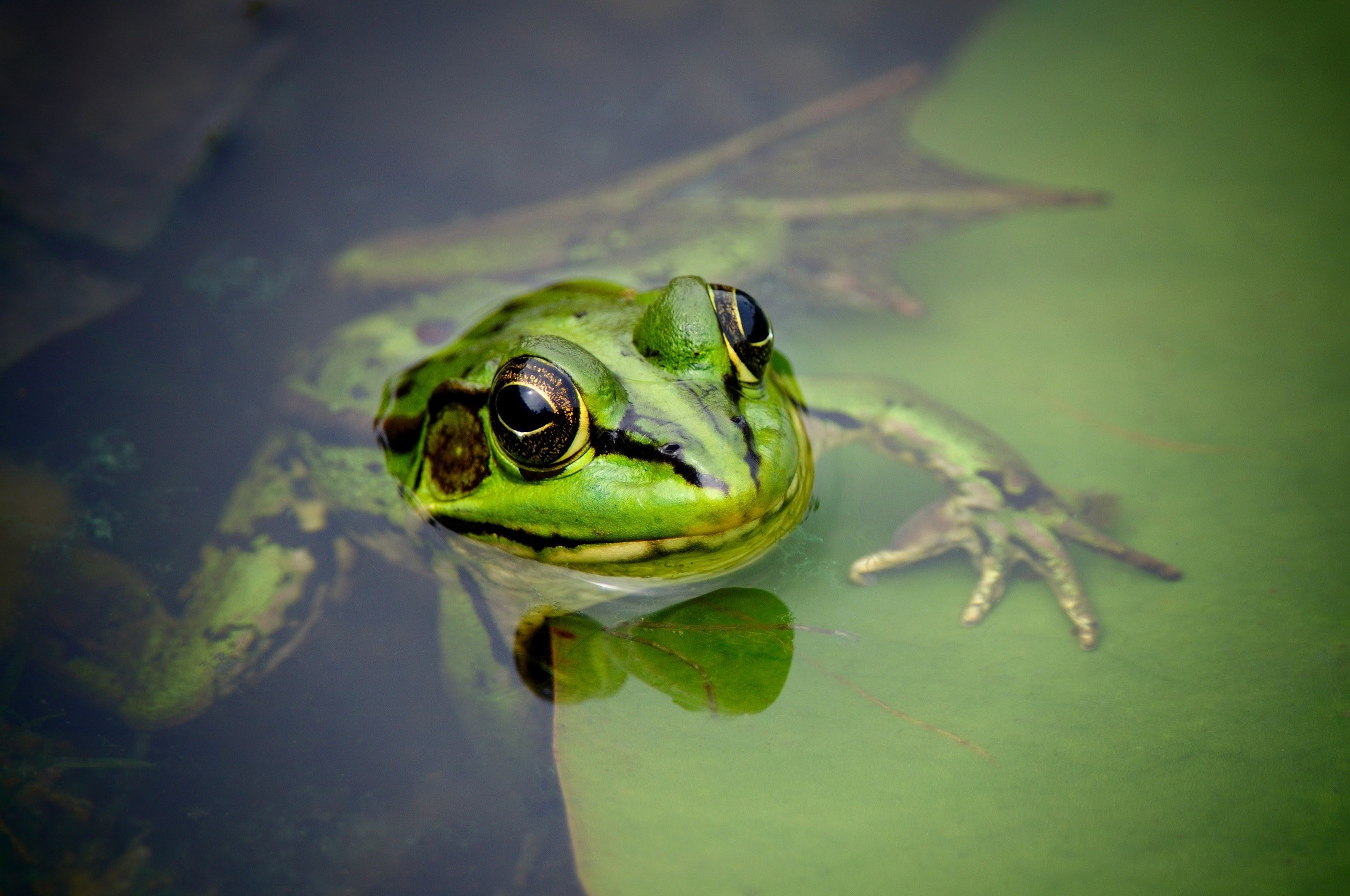 frog