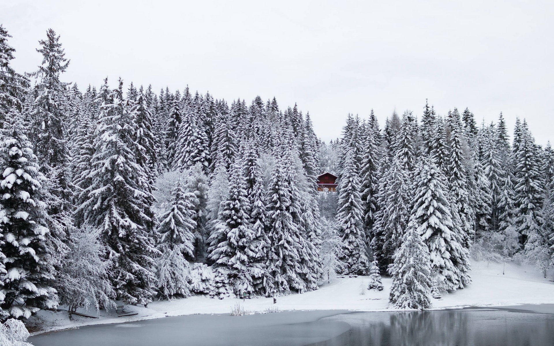 snow, winter, pine trees, lake, ice, cold temperature, plant