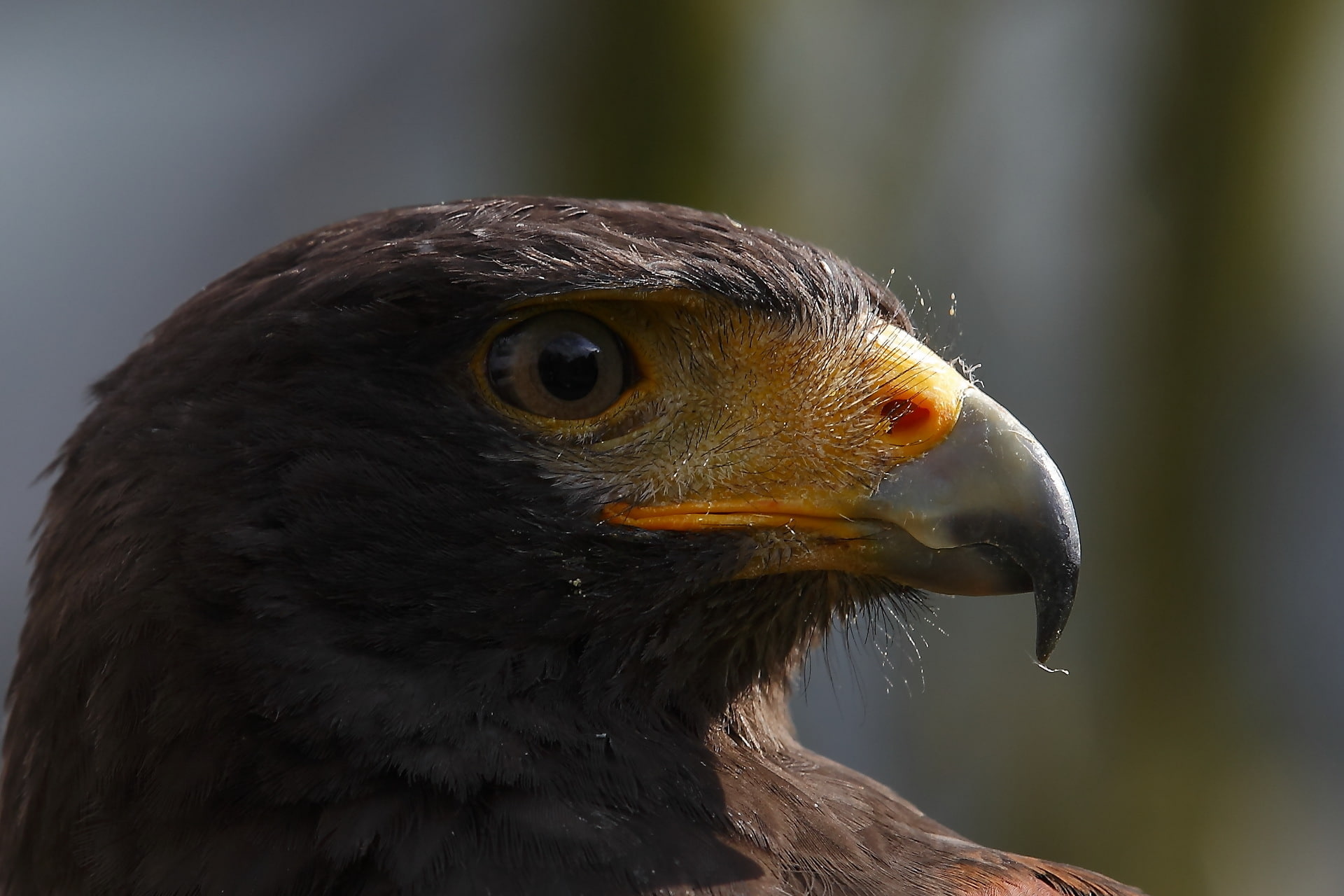 macro, bird, eagle