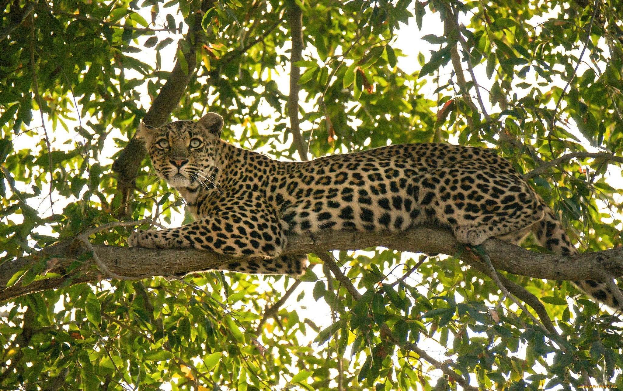 leopard